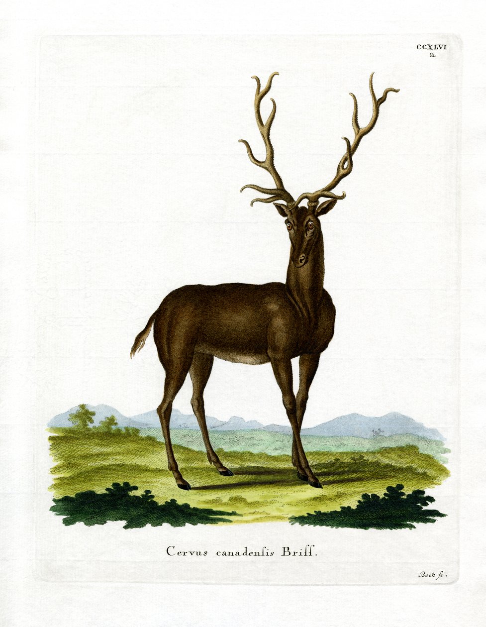 Wapiti (farget gravering) av German School