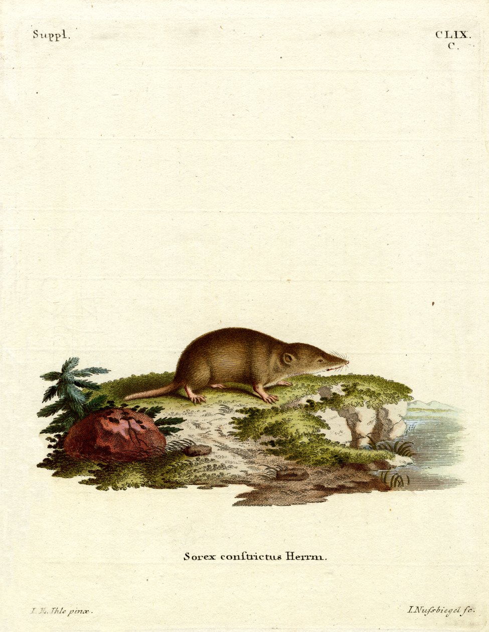 Water Shrew (farget gravering) av German School