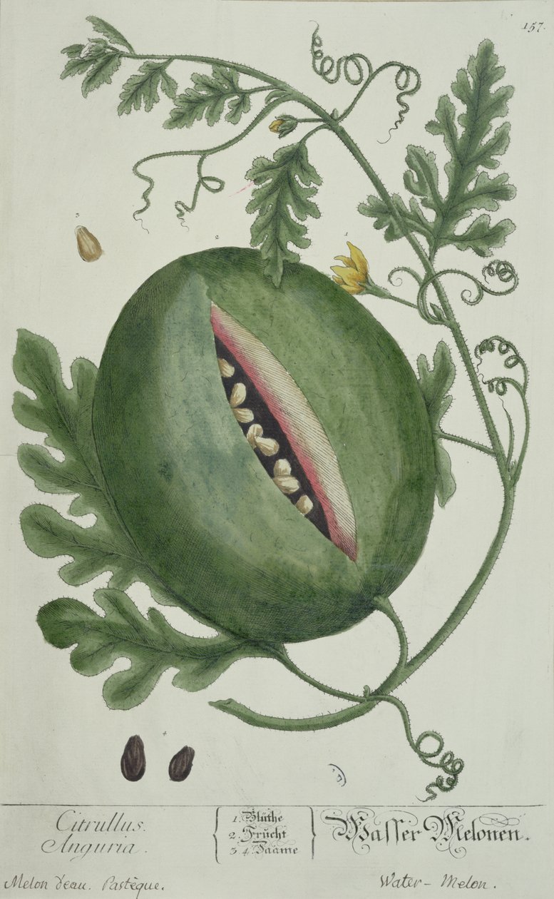 Watermelon, fra A Curious Herbal, tysk utgave, utgitt 1757 av German School