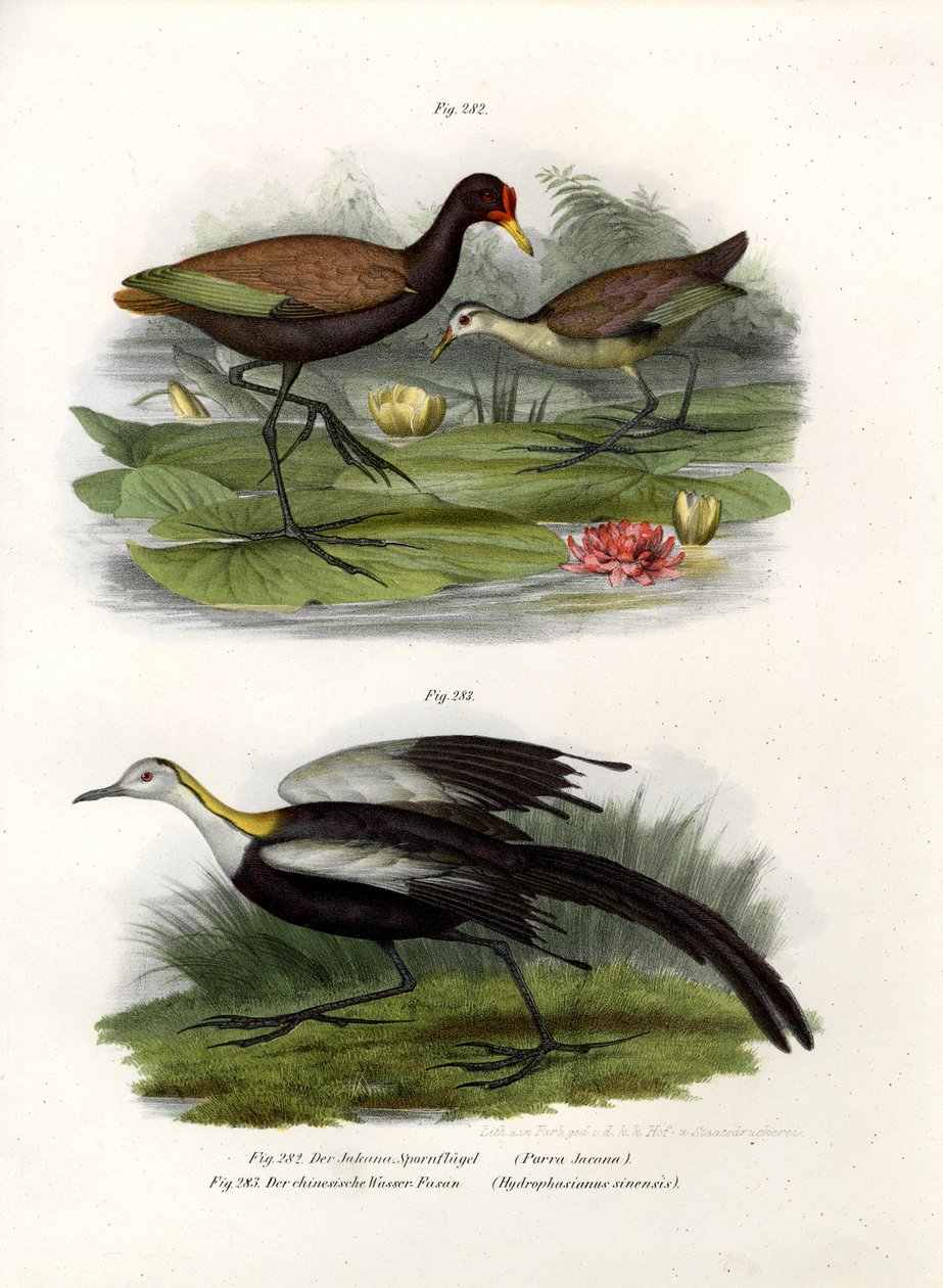 Wattled Jacana, 1864 av German School