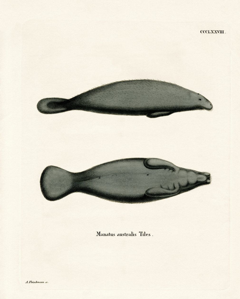 West Indian Manatee (farget gravering) av German School