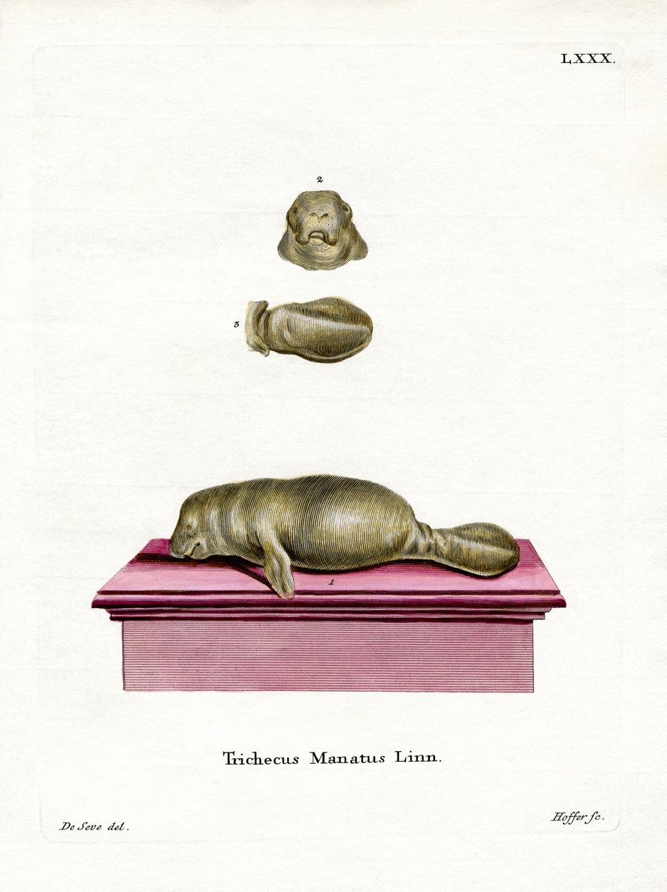 West Indian Manatee (farget gravering) av German School