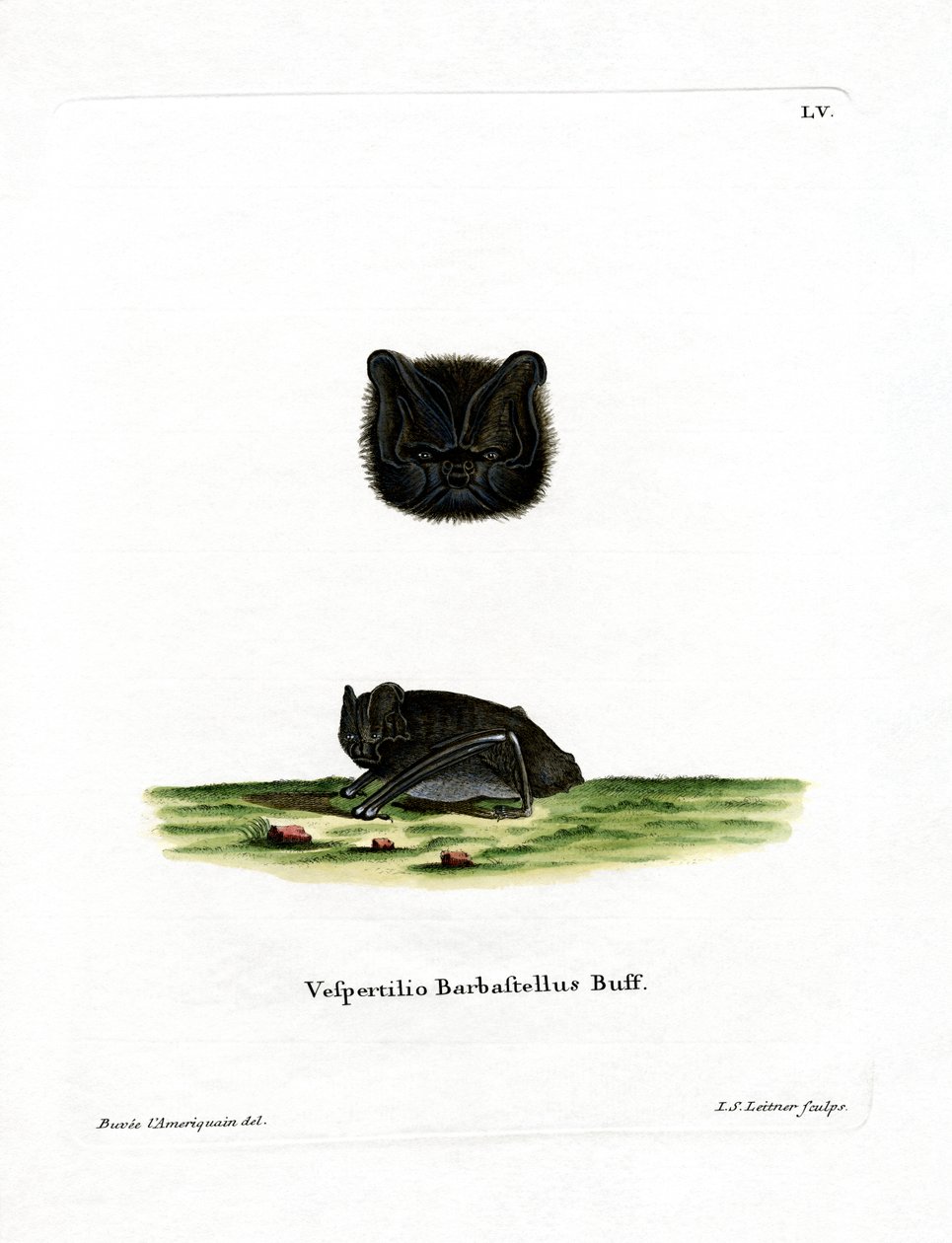 Western Barbastelle (farget gravering) av German School