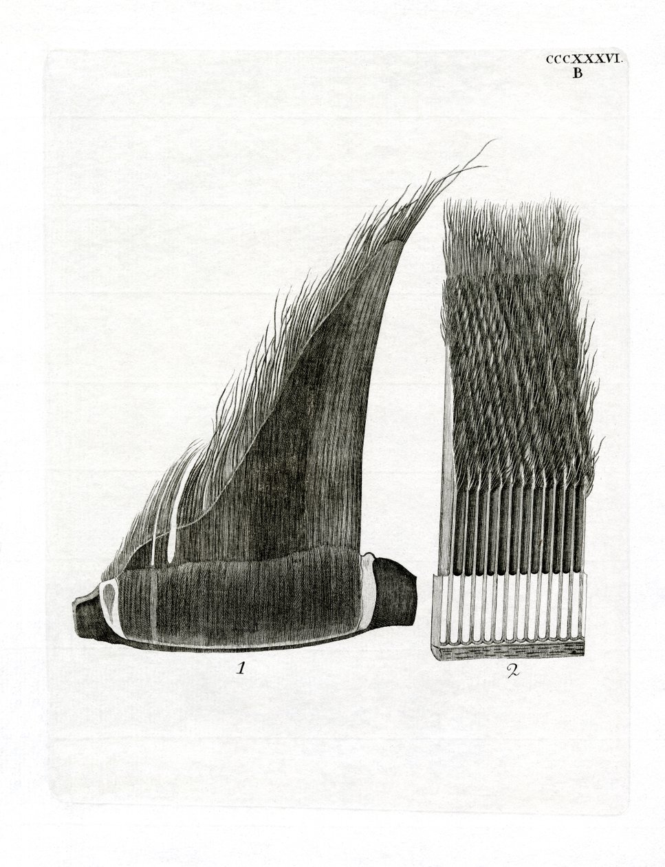 Whale Baleen Plates (farget gravering) av German School