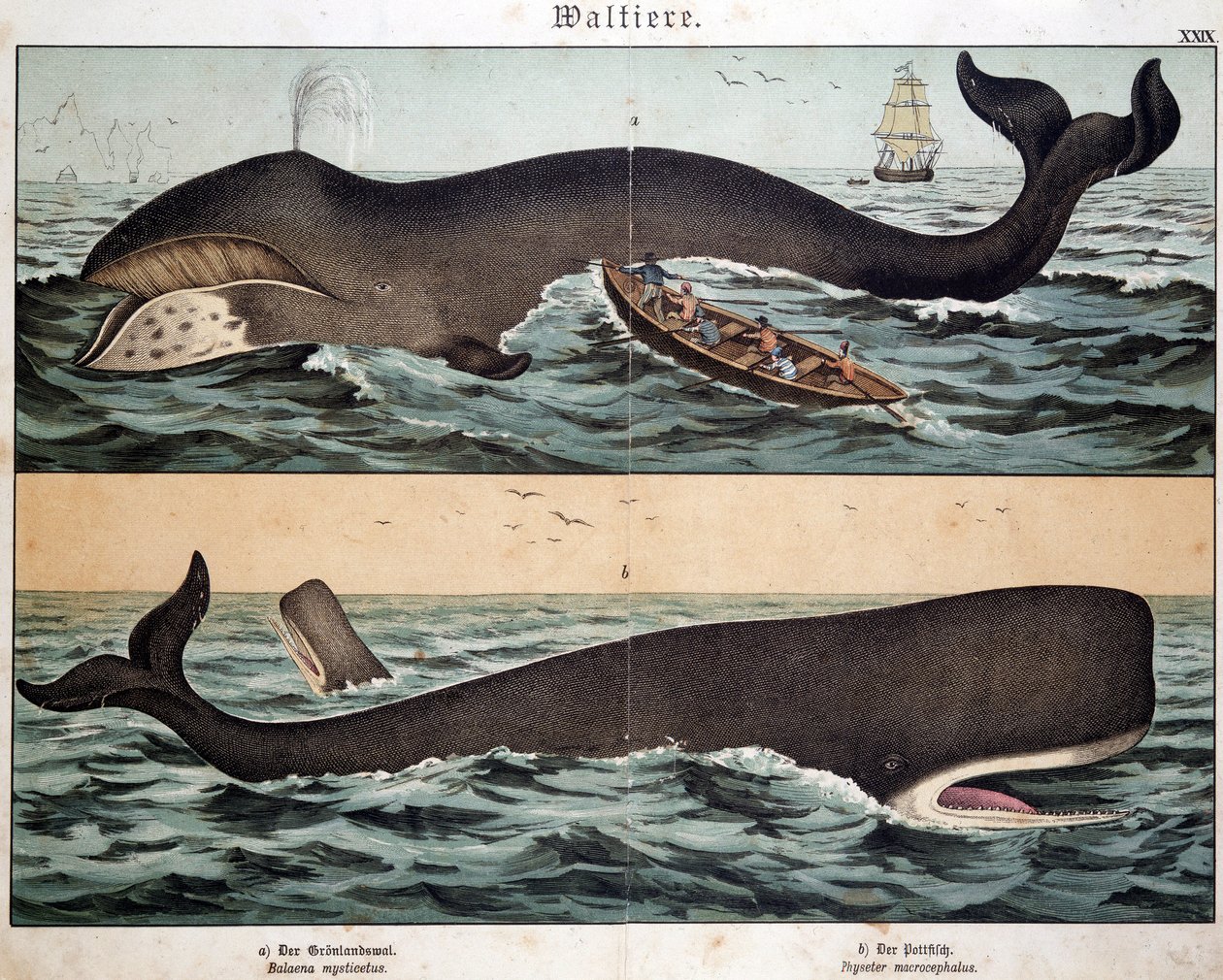 Whale, i "Natural History of Pattedyr", red. Schreiber, München av German School