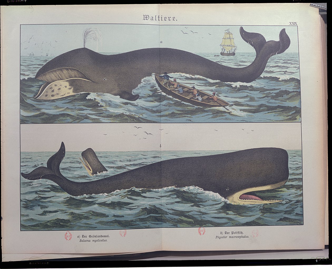 Whaling and Sperm Whale, fra Natural History of Pattedyr (1861) av Gotthelf Heinrich von Schubert (1780-1860), utgitt i Stuttgart, 1886 (fargegravering) av German School