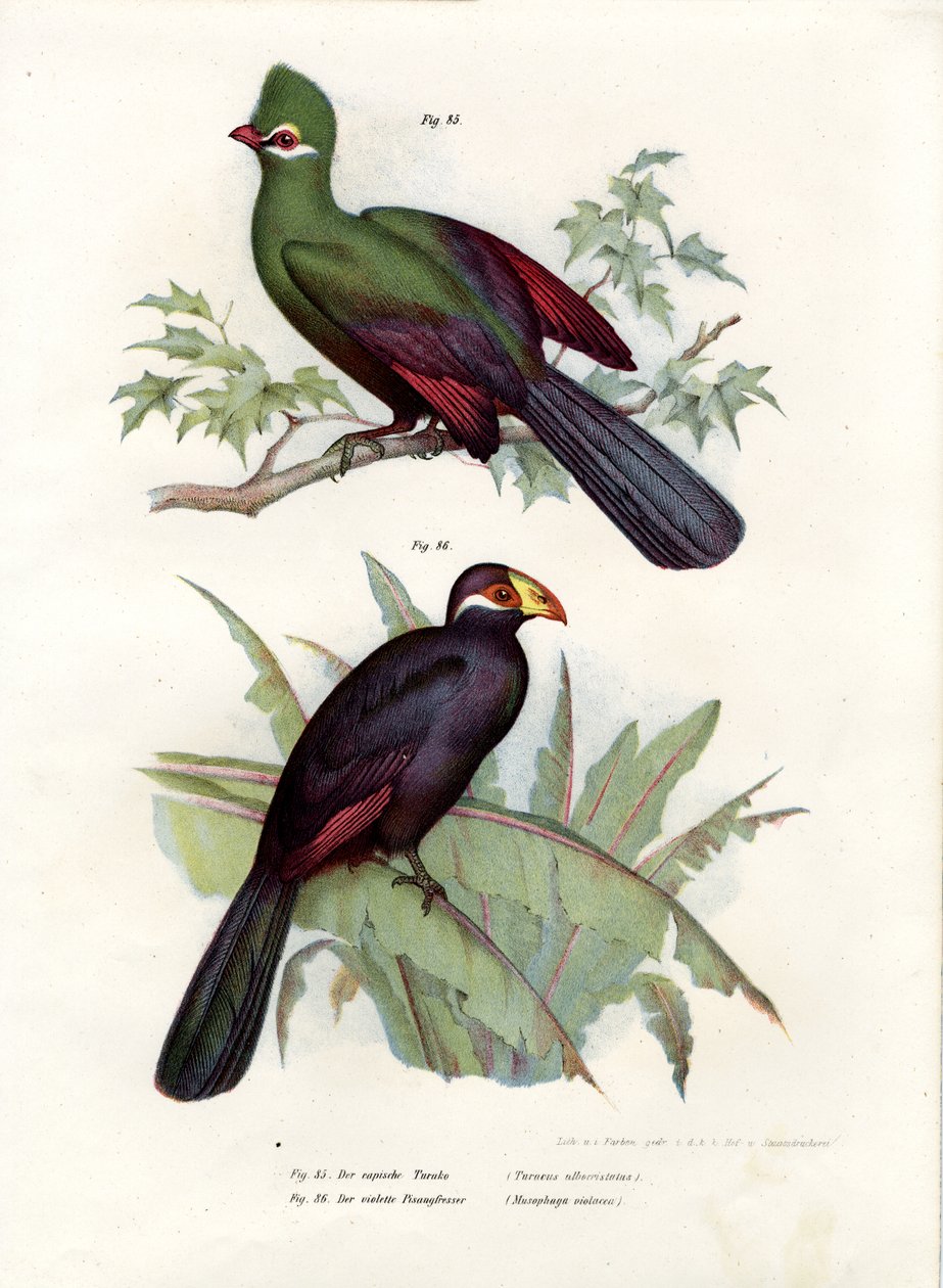 Hvitknepet Turaco, 1864 av German School