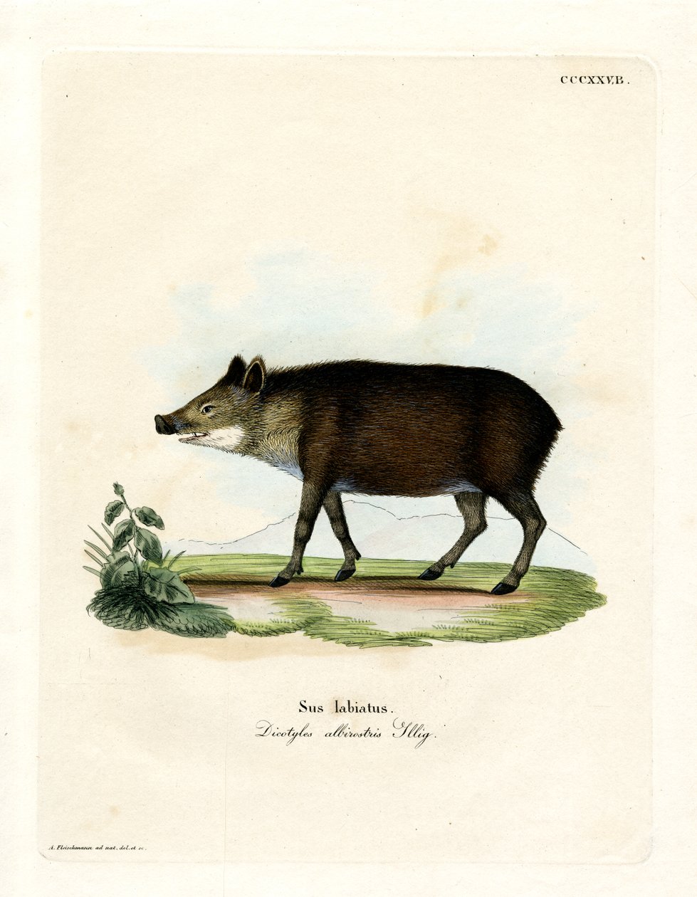 Peccary med hvit leppe (farget gravering) av German School