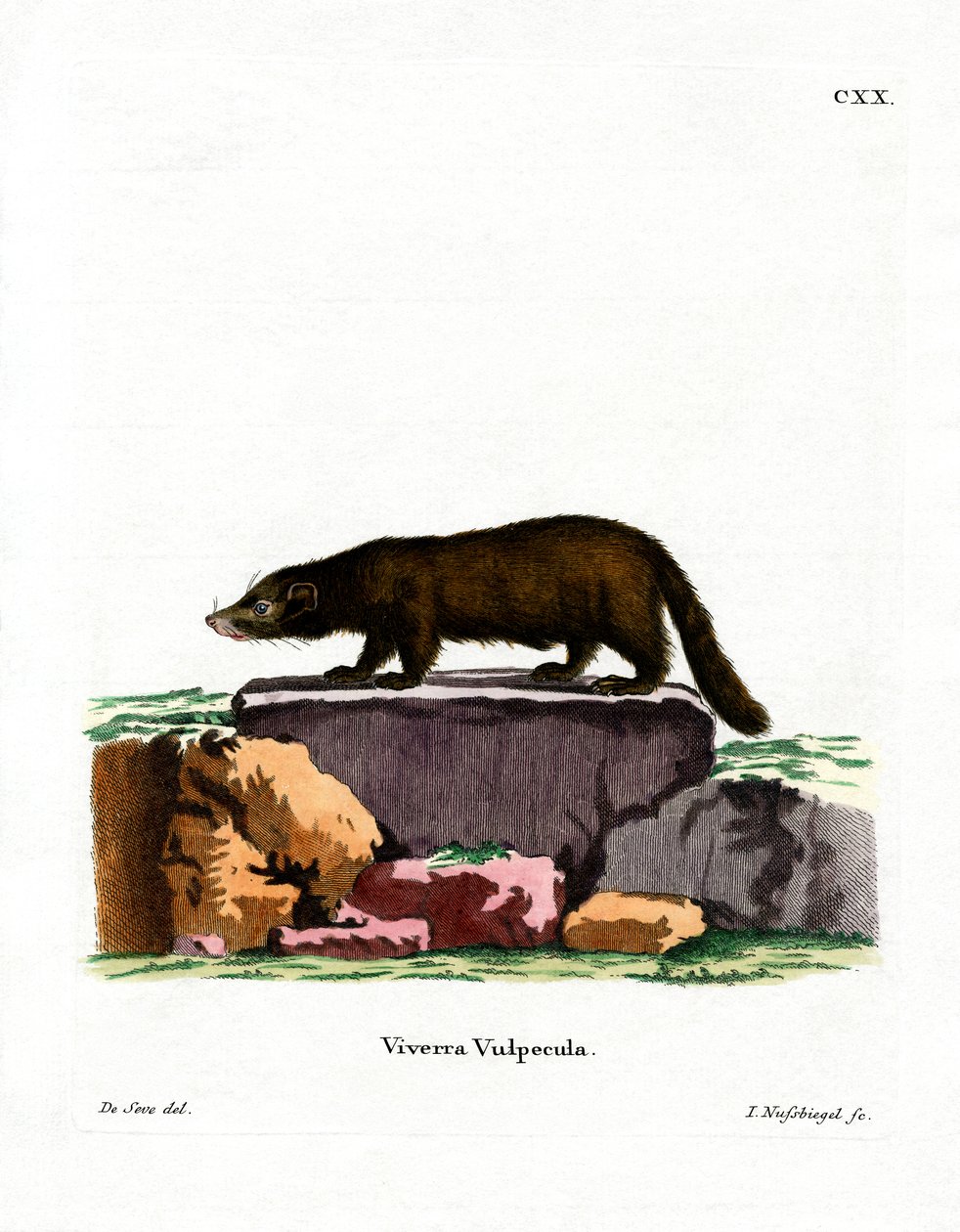 White-nosed Coati (farget gravering) av German School