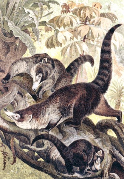 White-nosed Coati, tallerken fra "Brehms Tierleben: Allgemeine Kunde des Tierreichs", vol.2, s.278, utgitt av Bibliographisches Institut av German School