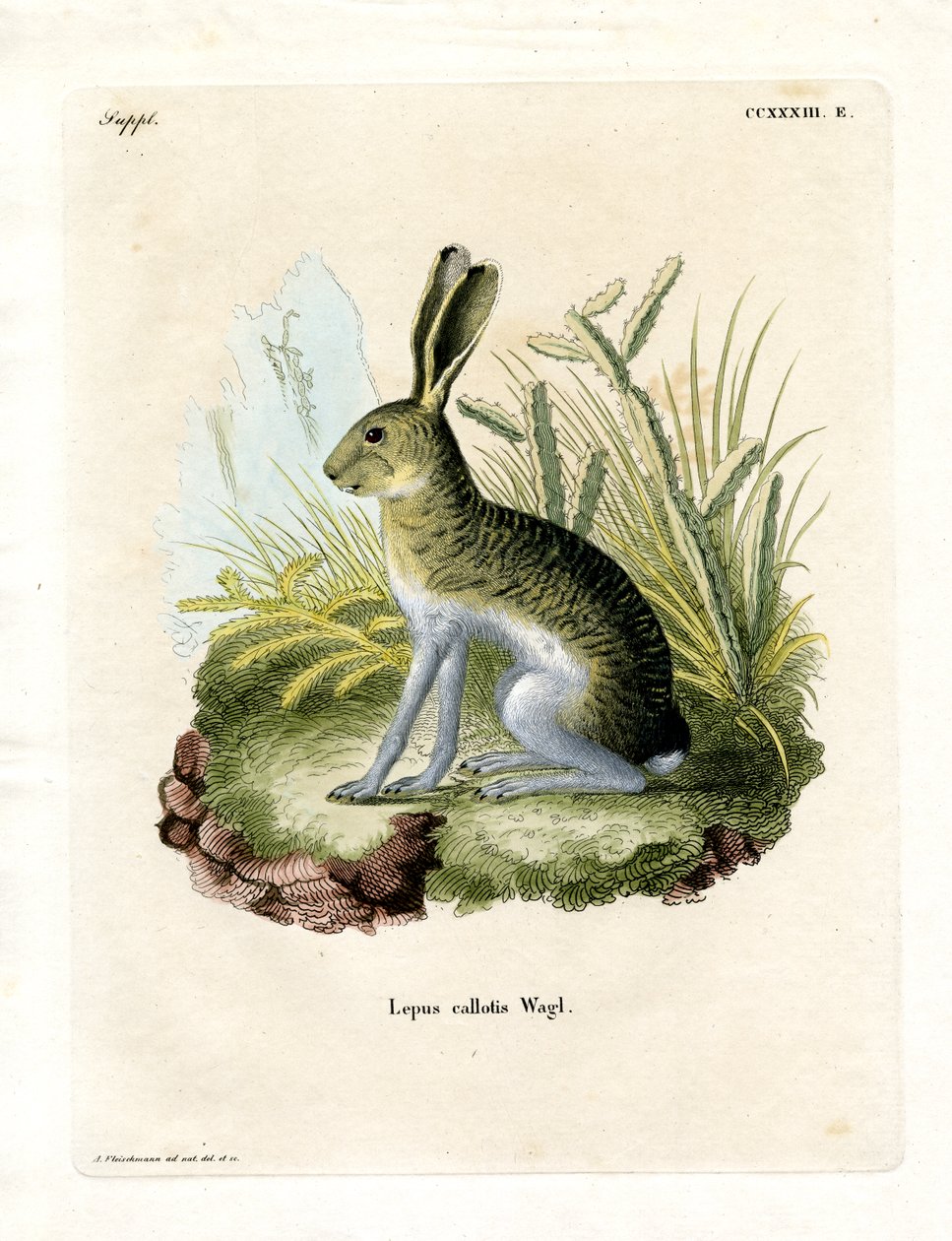 Hvitsidig Jackrabbit (farget gravering) av German School