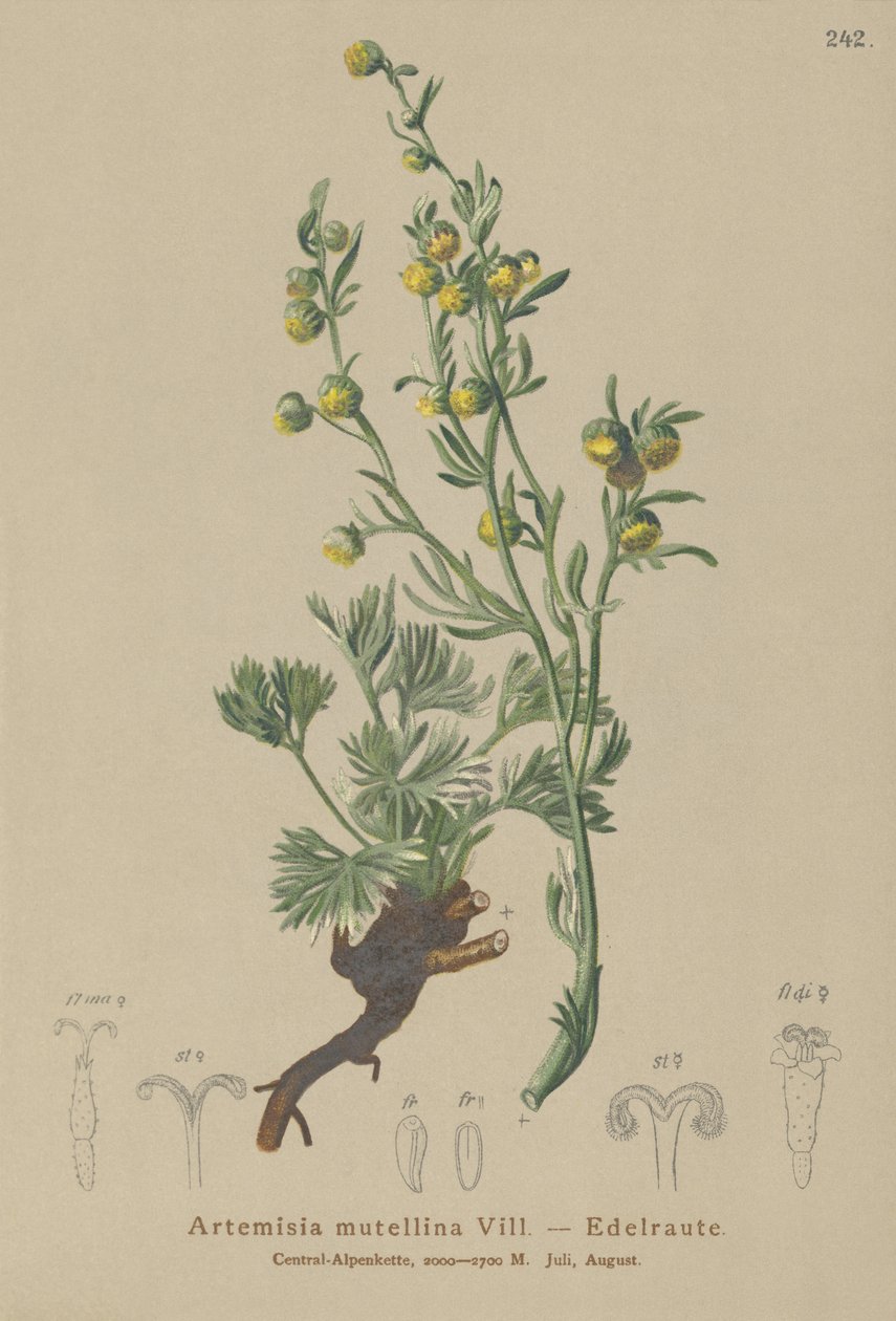 Hvit Genepi (Artemisia mutellina, Artemisia umbelliformis) av German School