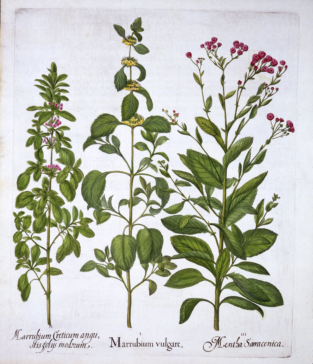 White Horehound, Horehound and Mint, fra Hortus Eystettensis, av Basil Besler (1561-1629), pub. 1613 (håndfarget gravering) av German School