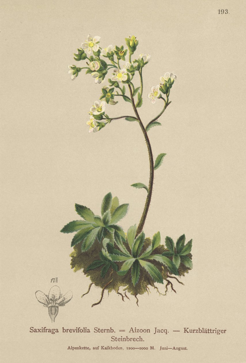 White Mountain Saxifrage (Saxifraga brevifolia, Saxifraga Aizoon) av German School