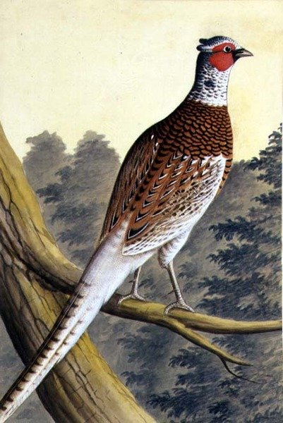 Hvit fasan, ca. 1740 (akvarell på papir) av German School