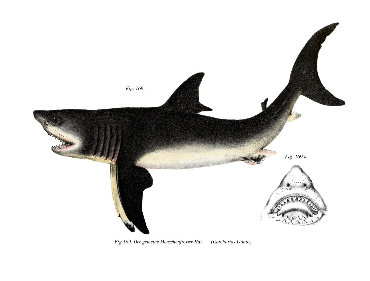 White Shark (farge litho) av German School