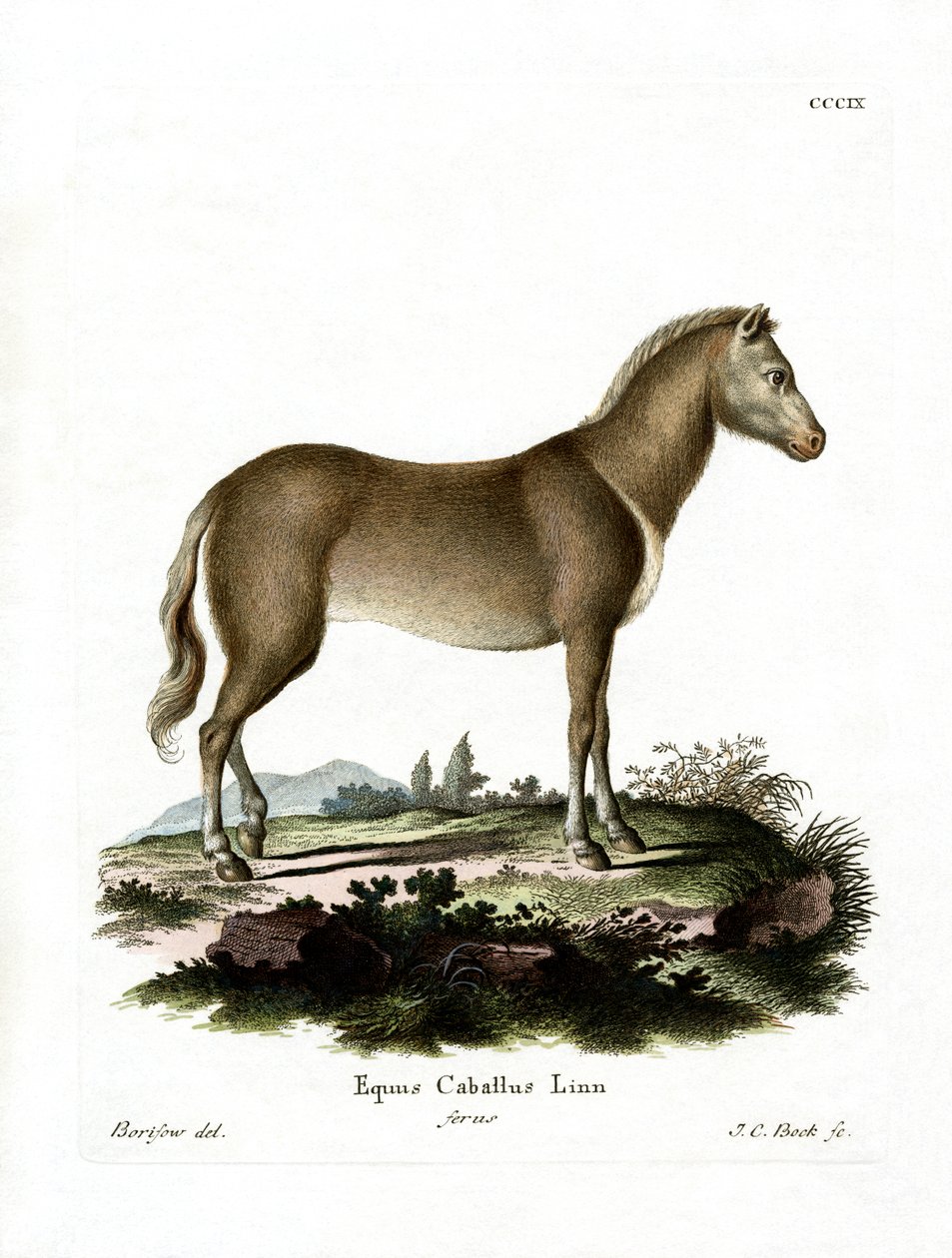 Wild Horse (farget gravering) av German School