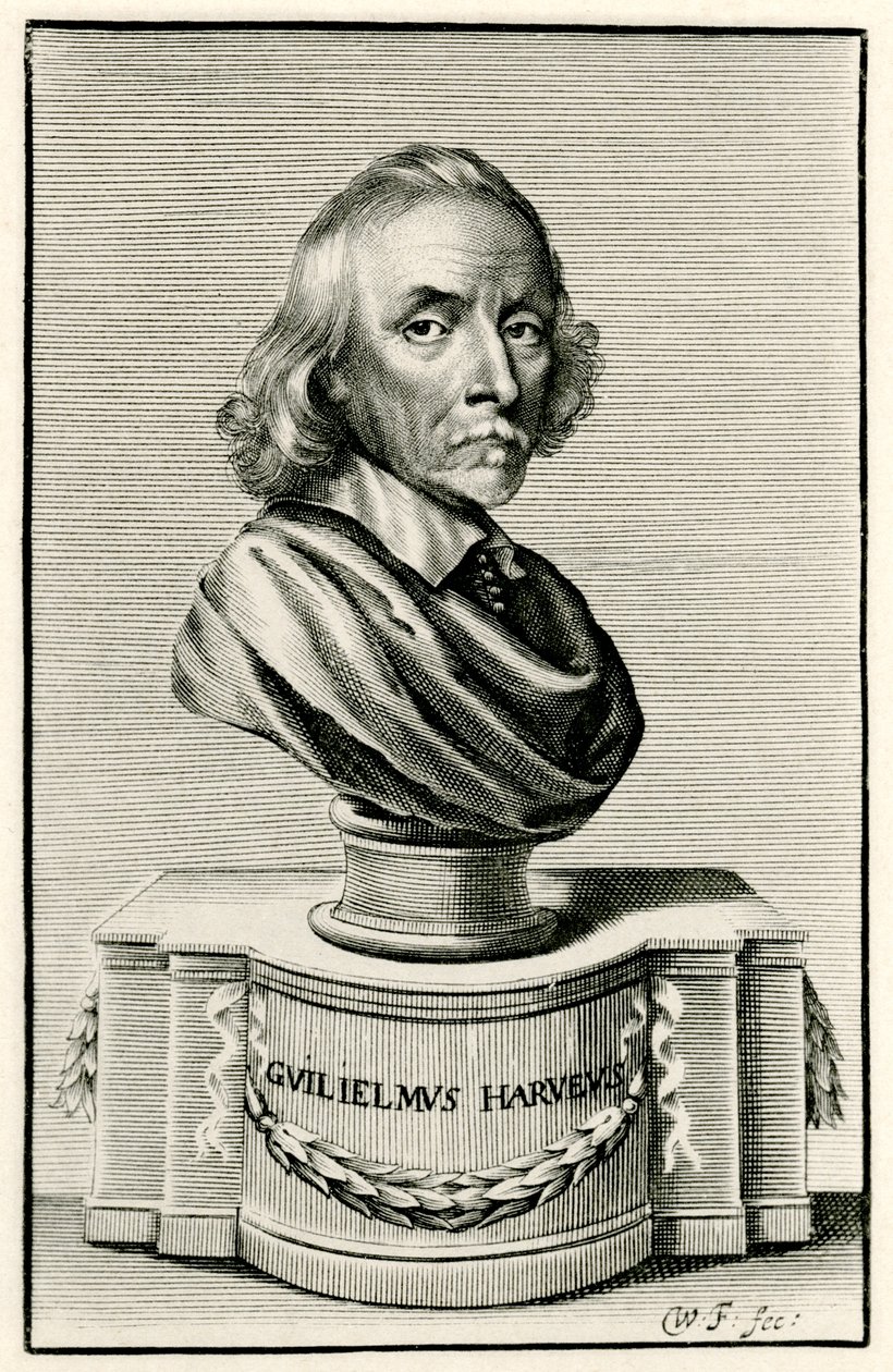 William Harvey av German School