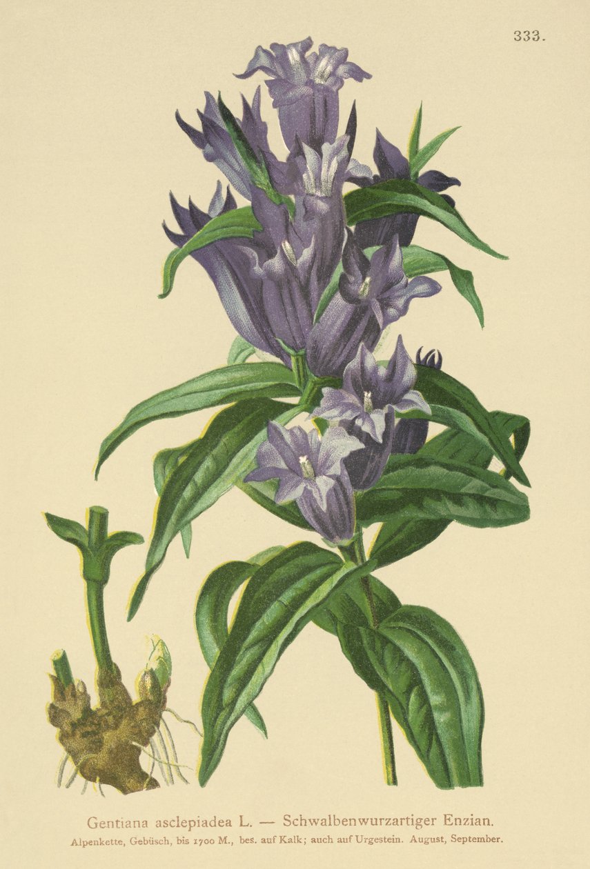 Willow Gentian (Gentiana asclepiadea) av German School