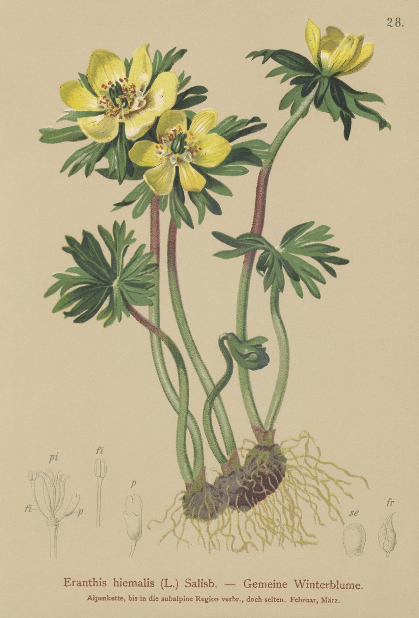 Vinterakonitt (Eranthis hiemalis, Eranthis hyemalis) av German School
