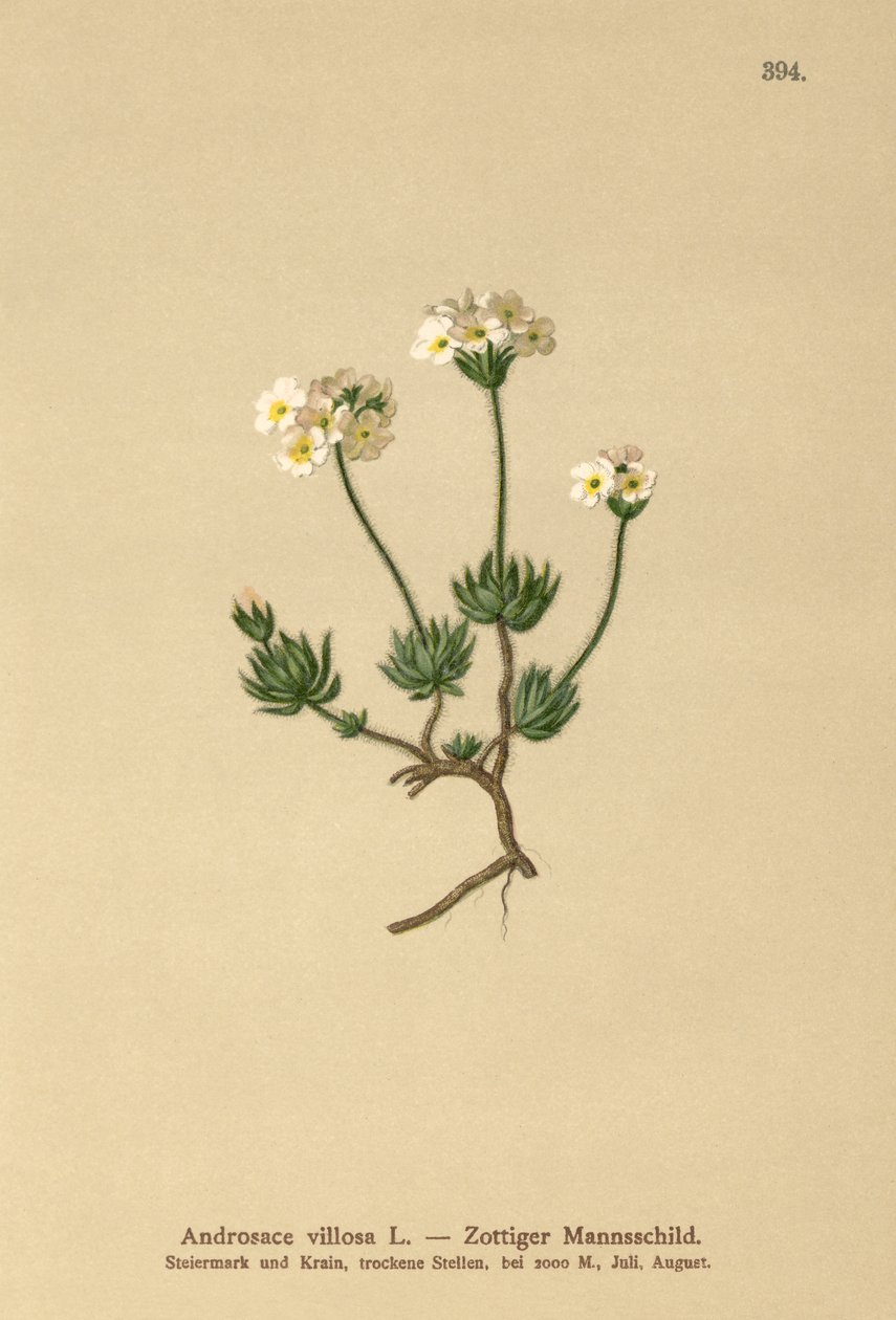 Wolly Rock Jasmine (Androsace villosa) av German School