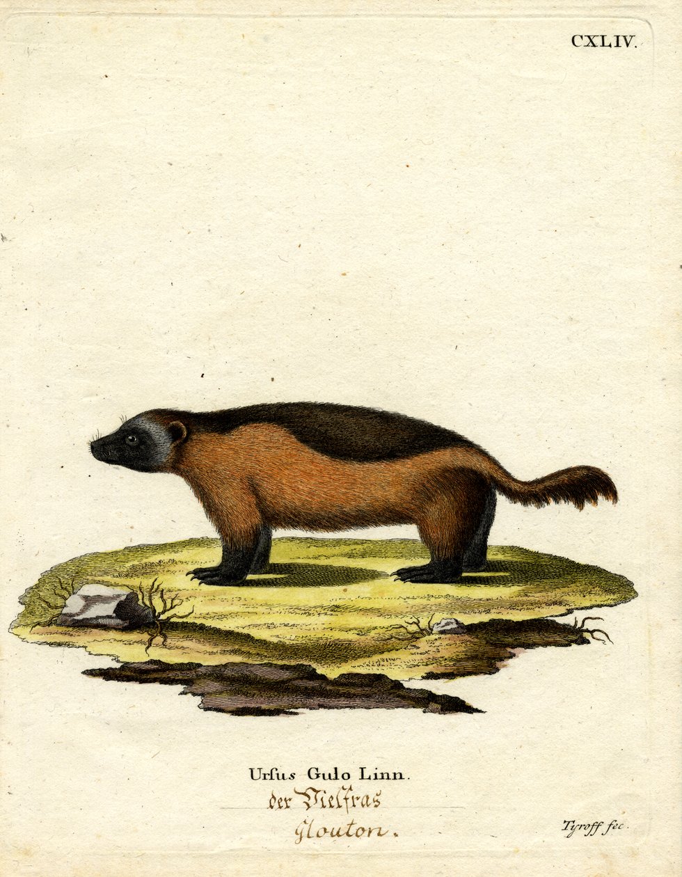 Wolverine (farget gravering) av German School
