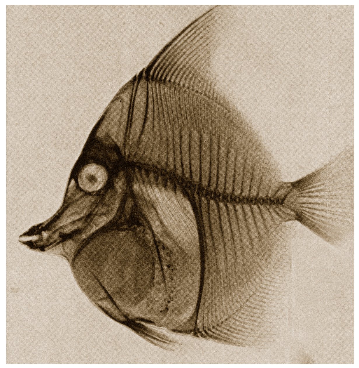 Røntgen av en fisk ca. 1890 av German School
