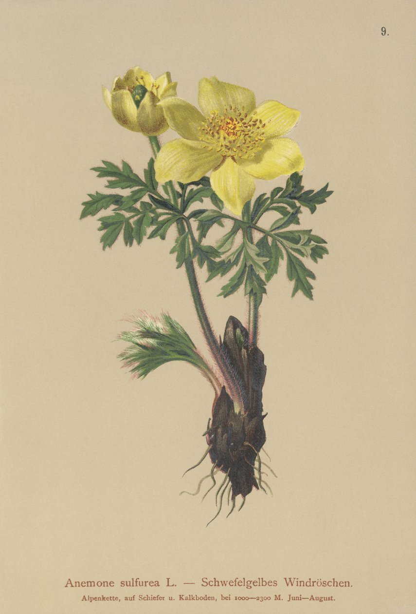 Gul anemone (Anemone sulfurea, Anemone sulphurea, Pulsatilla alpina) av German School