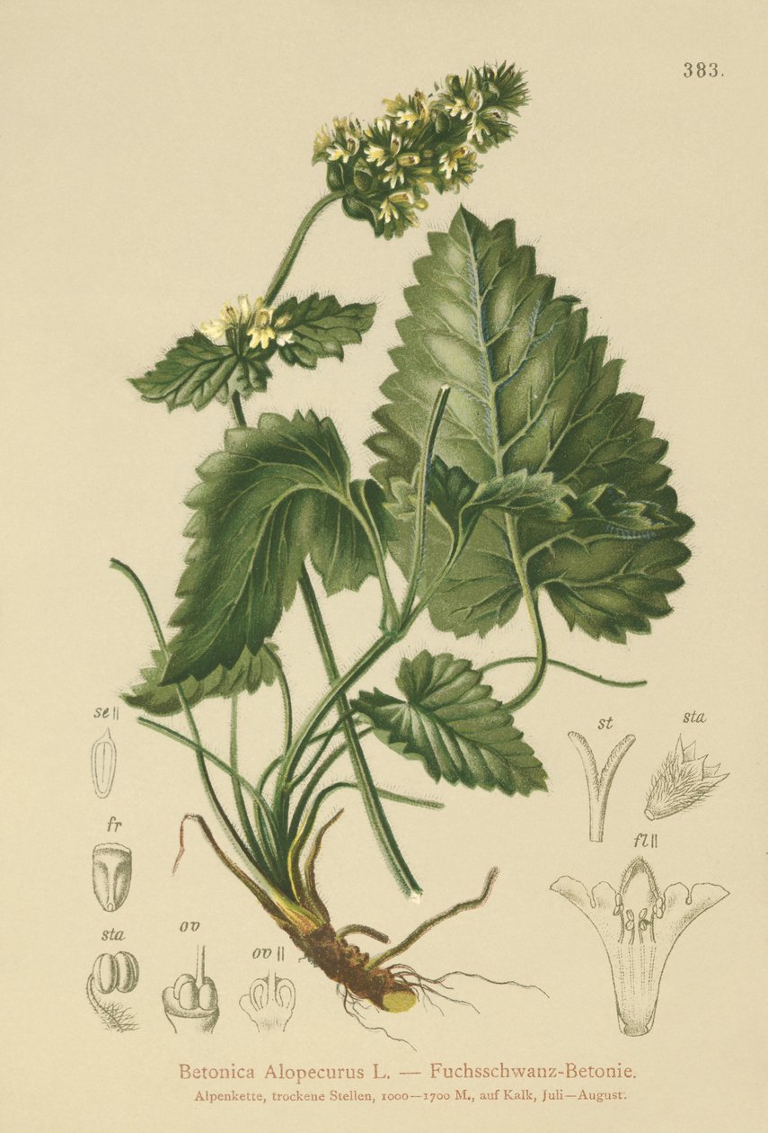 Gul Betony (Betonica Alopecurus, Stachys alopecuros) av German School