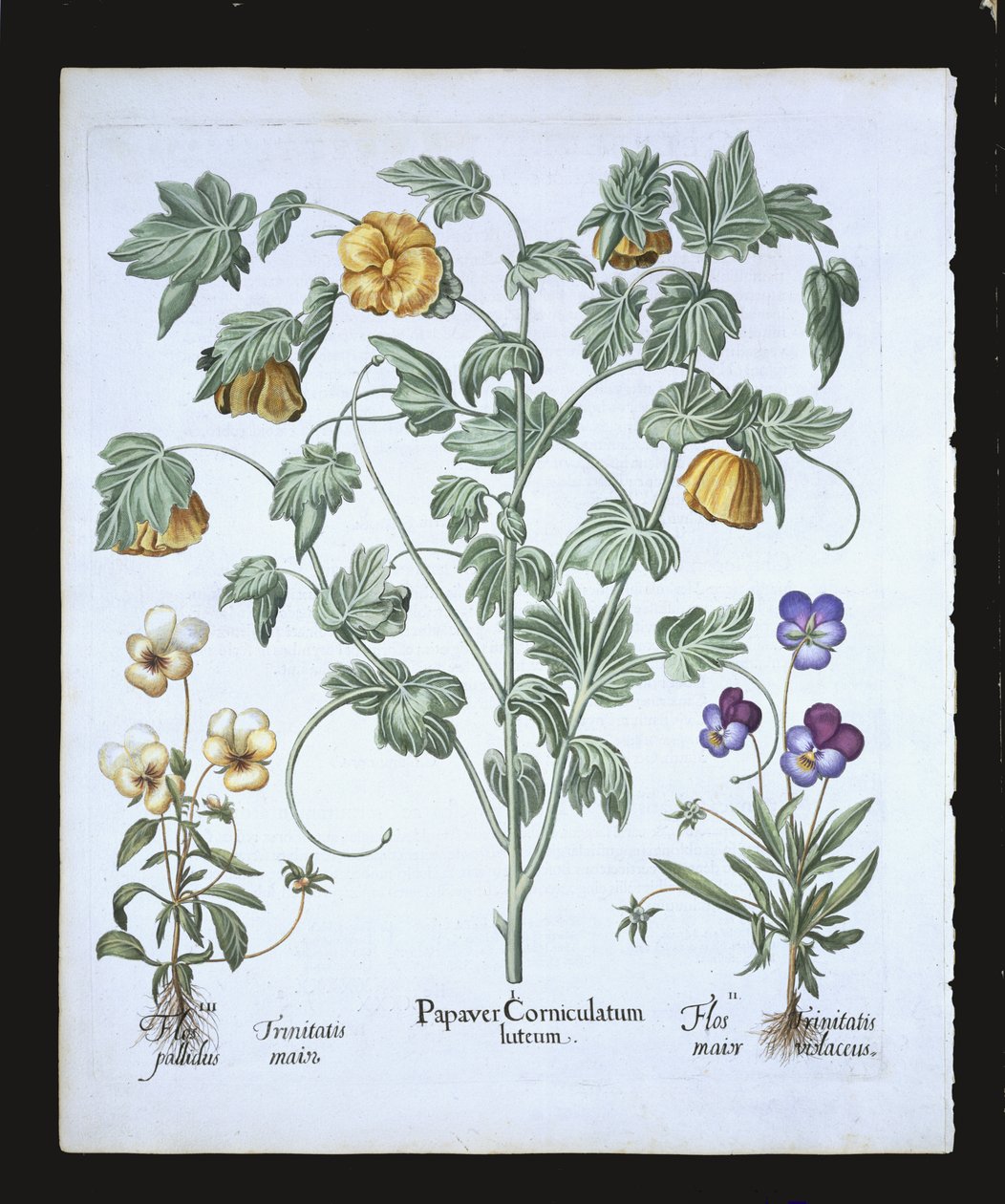 Yellow Horned Poppy, fra Hortus Eystettensis av Basil Besler (1561-1629), pub. 1613 (håndfarget gravering) av German School