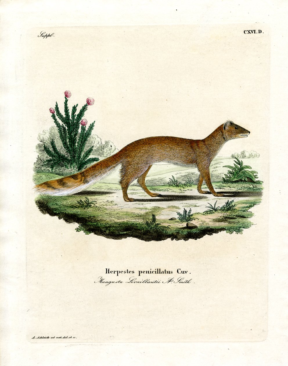 Yellow Mongoose (farget gravering) av German School