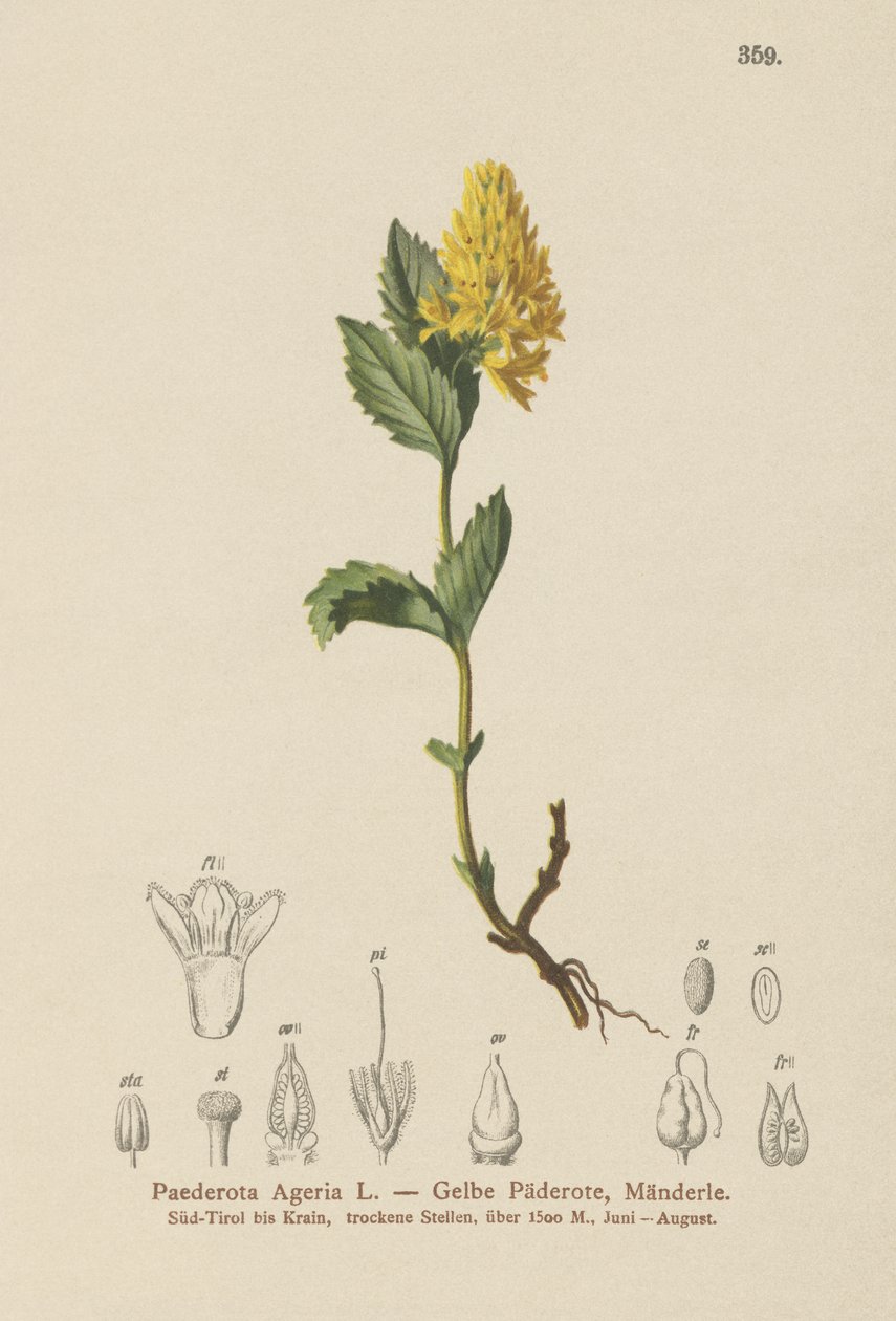 Gul Paederota (Paederota Ageria, Paederota lutea) av German School