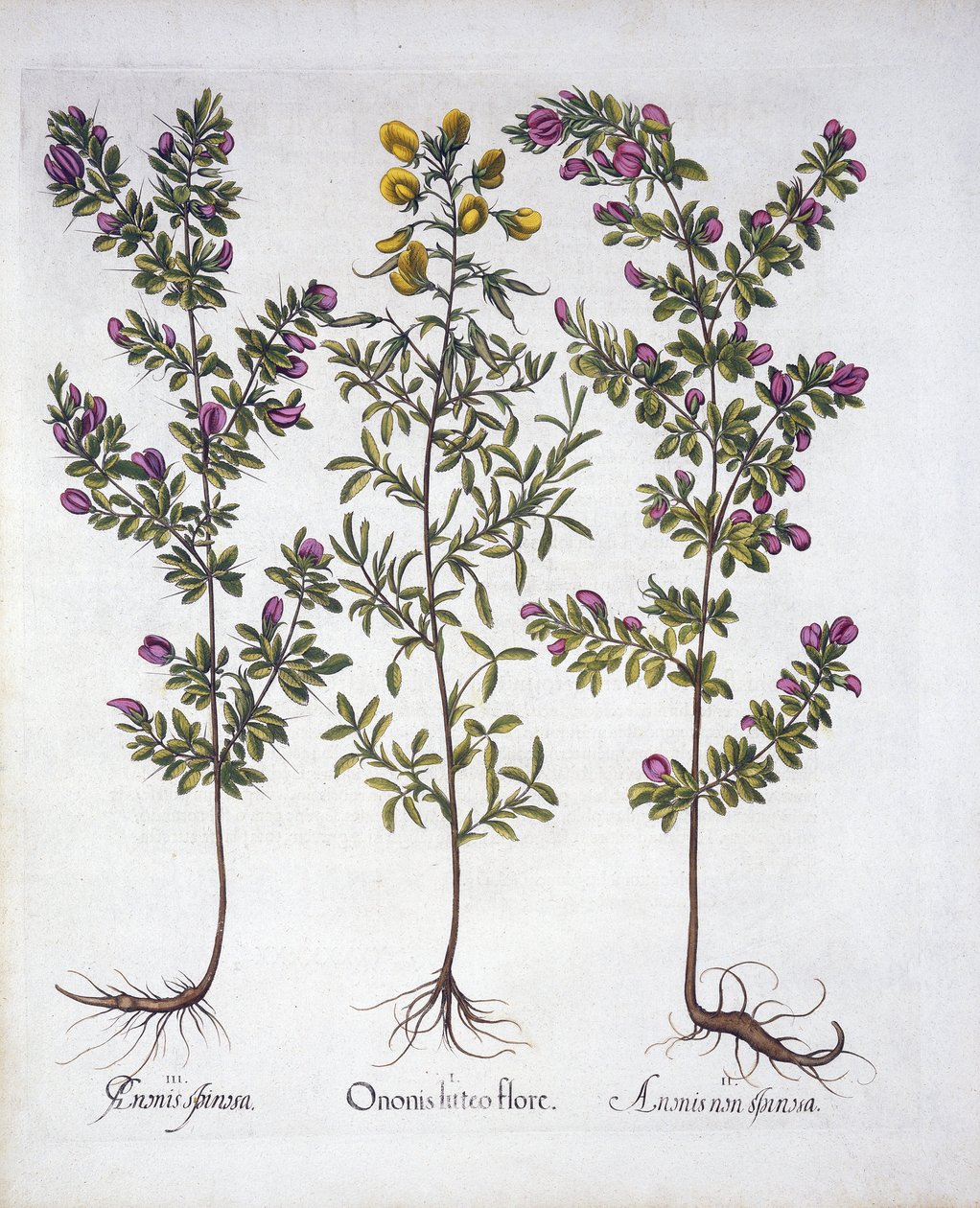 Yellow Rest-Harrow, Pink Rest-Harrow og Pink Thorny Rest-Harrow, fra Hortus Eystettensis, av Basil Besler (1561-1629), pub. 1613 (håndfarget gravering) av German School