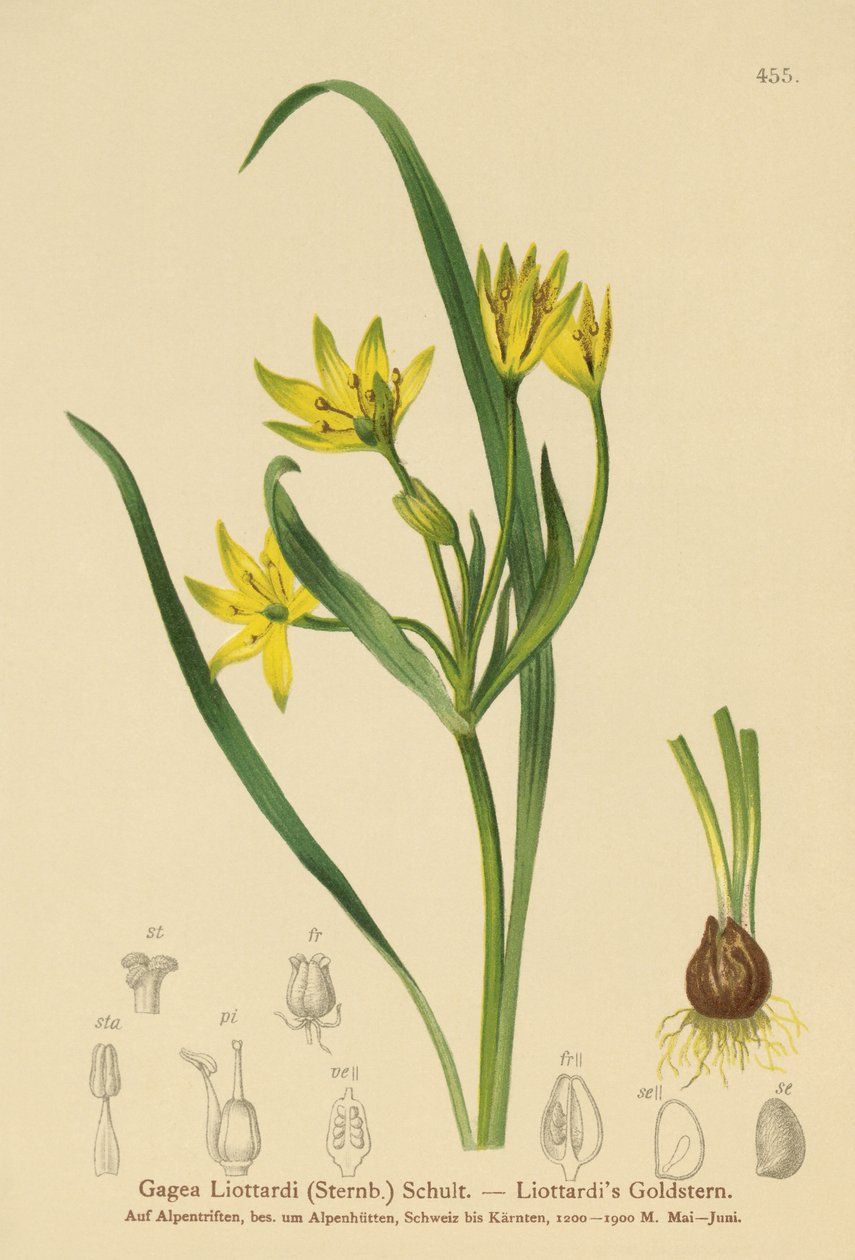 Gul Betlehemsstjerne (Gagea Liottardi, Gagea lutea, Gagea fragifera, Ornithogalum minimum var. fragiferum, Gagea fistulosa subsp. liotardii) av German School