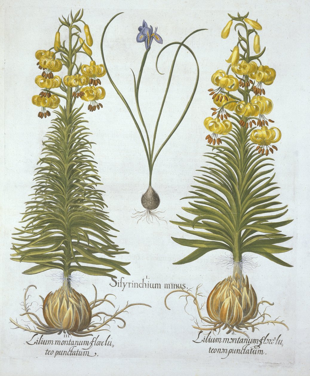 Yellow Turkscap Lily med pære og dvergblåøyde gress, fra Hortus Eystettensis, av Basil Besler (1561-1629), pub. 1613 (håndfarget gravering) av German School
