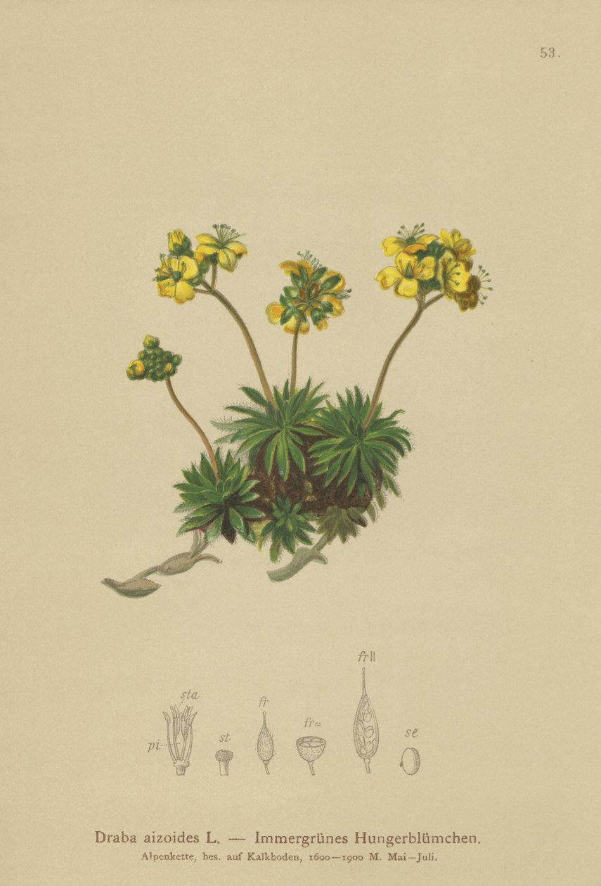 Yellow Whitlow-gress (Draba aizoides) av German School