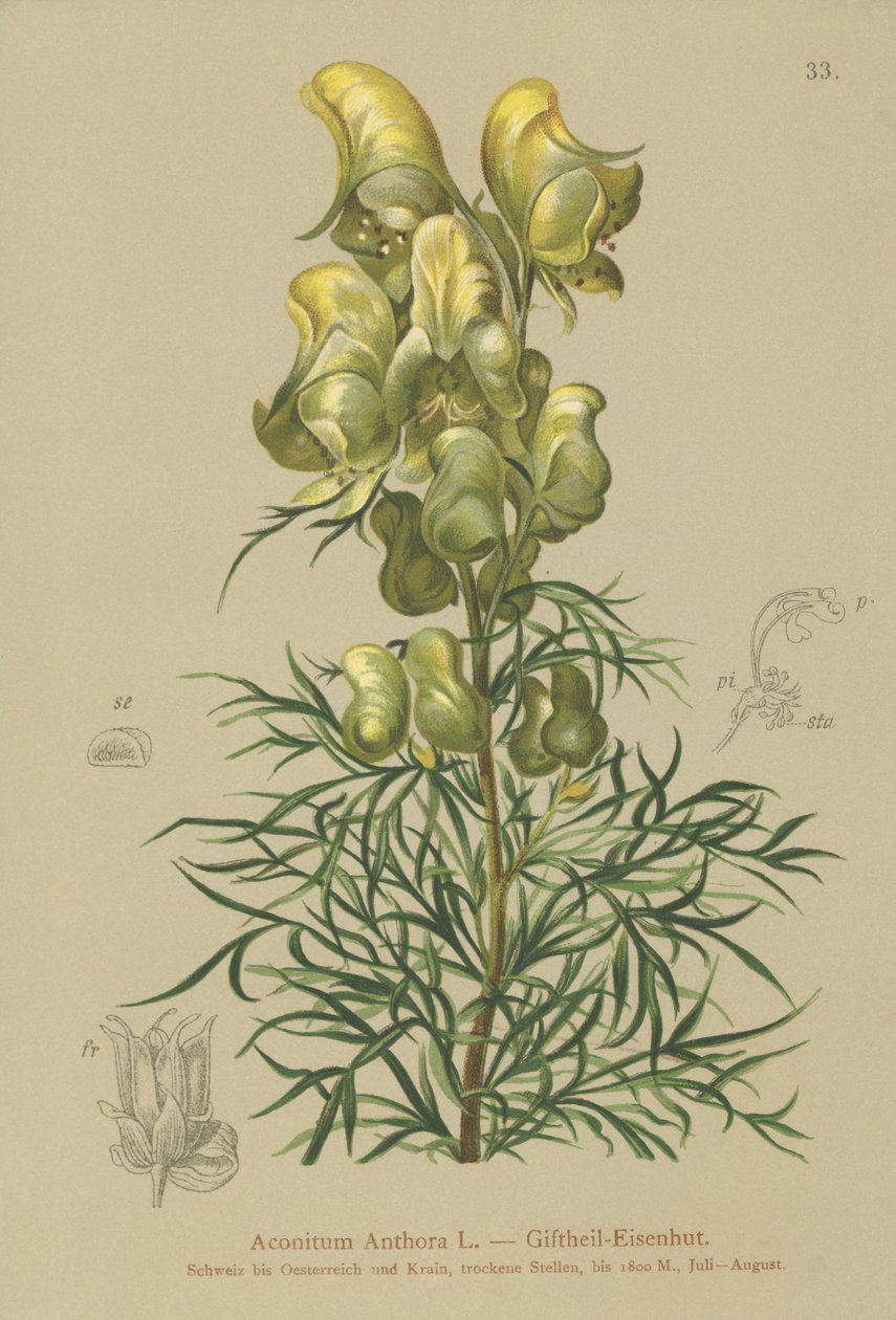 Gul munkehet (Aconitum anthora) av German School