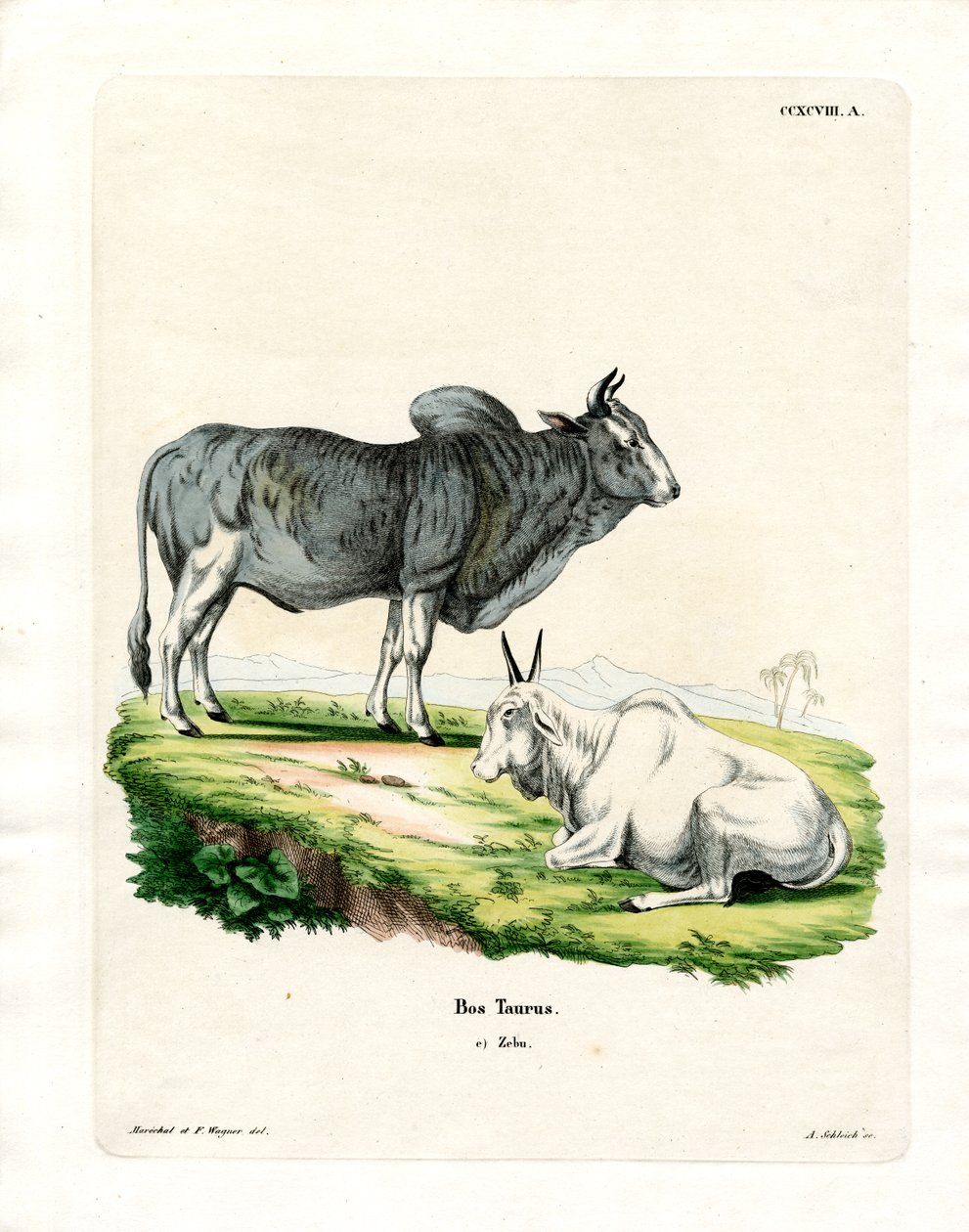 Zebu (farget gravering) av German School