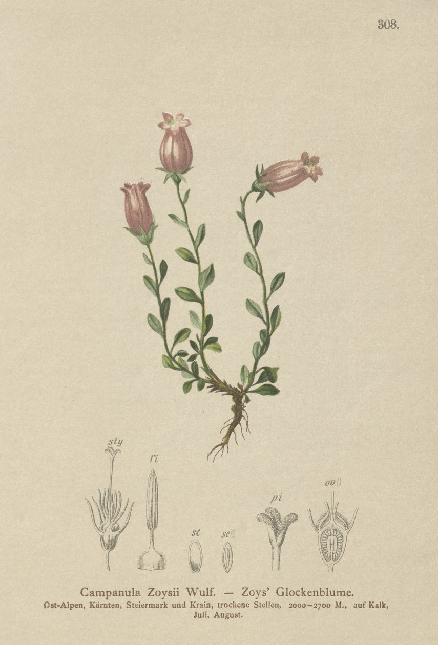 Zois klokkeblomst (Campanula Zoysii) av German School