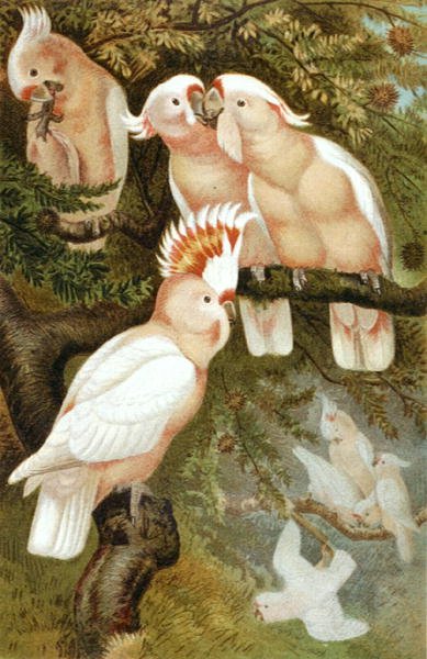 dnca kakadu, tallerken fra "Brehms Tierleben: Allgemeine Kunde des Tierreichs", vol.5, s.380, utgitt av Bibliographisches Institut av German School