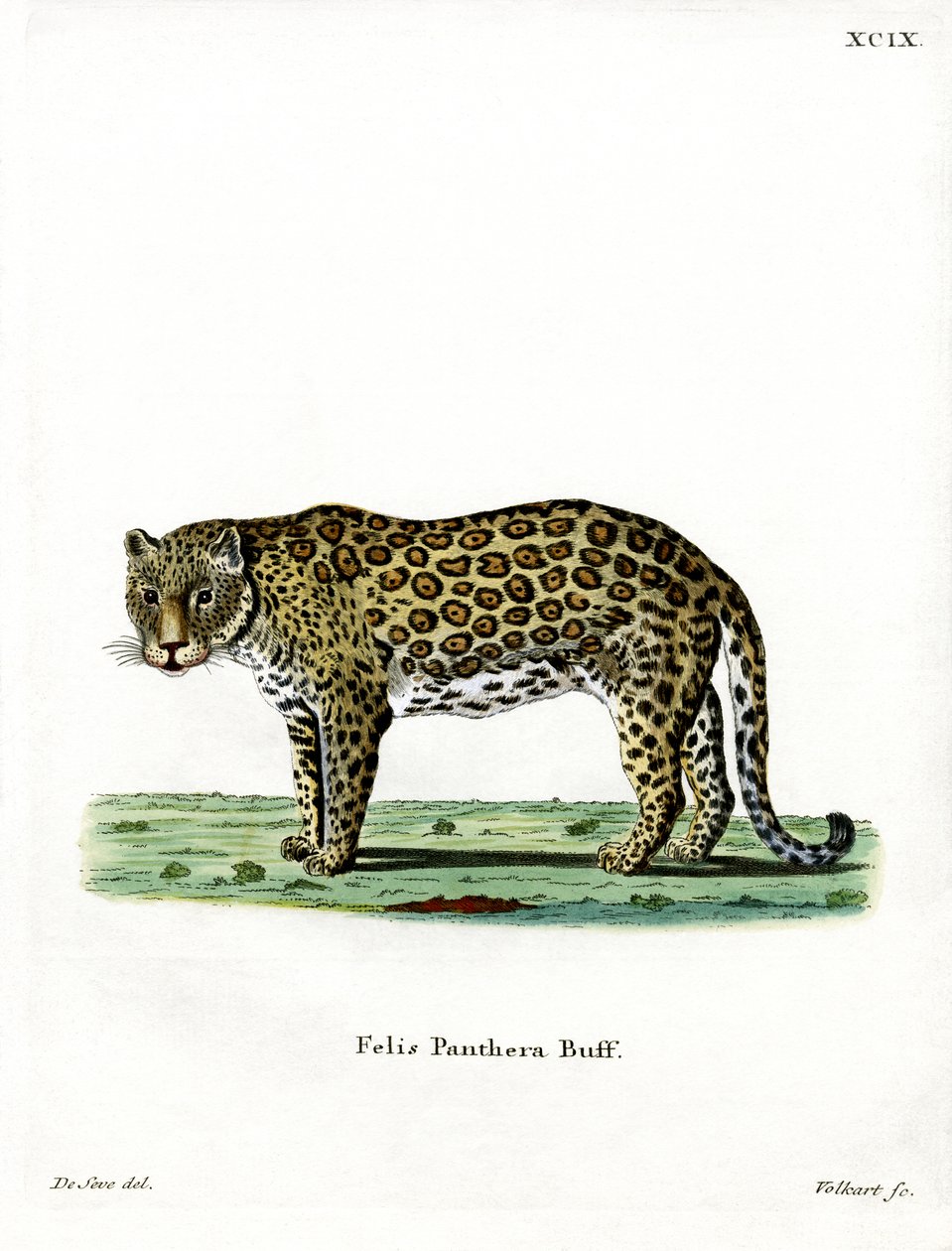 leopard (farget gravering) av German School