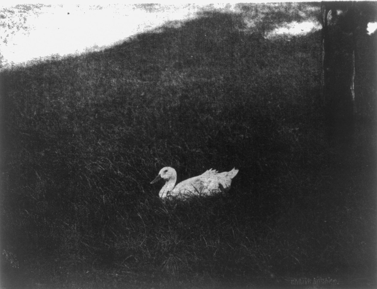 Det enkle livet av Gertrude Kasebier av Gertrude Käsebier