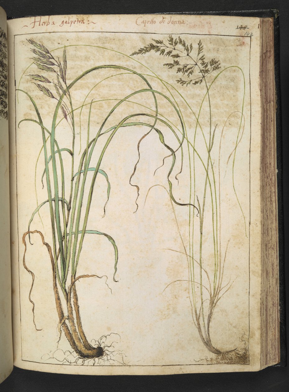 En urteplante, fra "Paintings of Flora of the Roman States" av Gherardo Cibo, Add MS 22333, f142r, c.1564-84 (akvarell og gouache på papir) av Gherardo Cibo