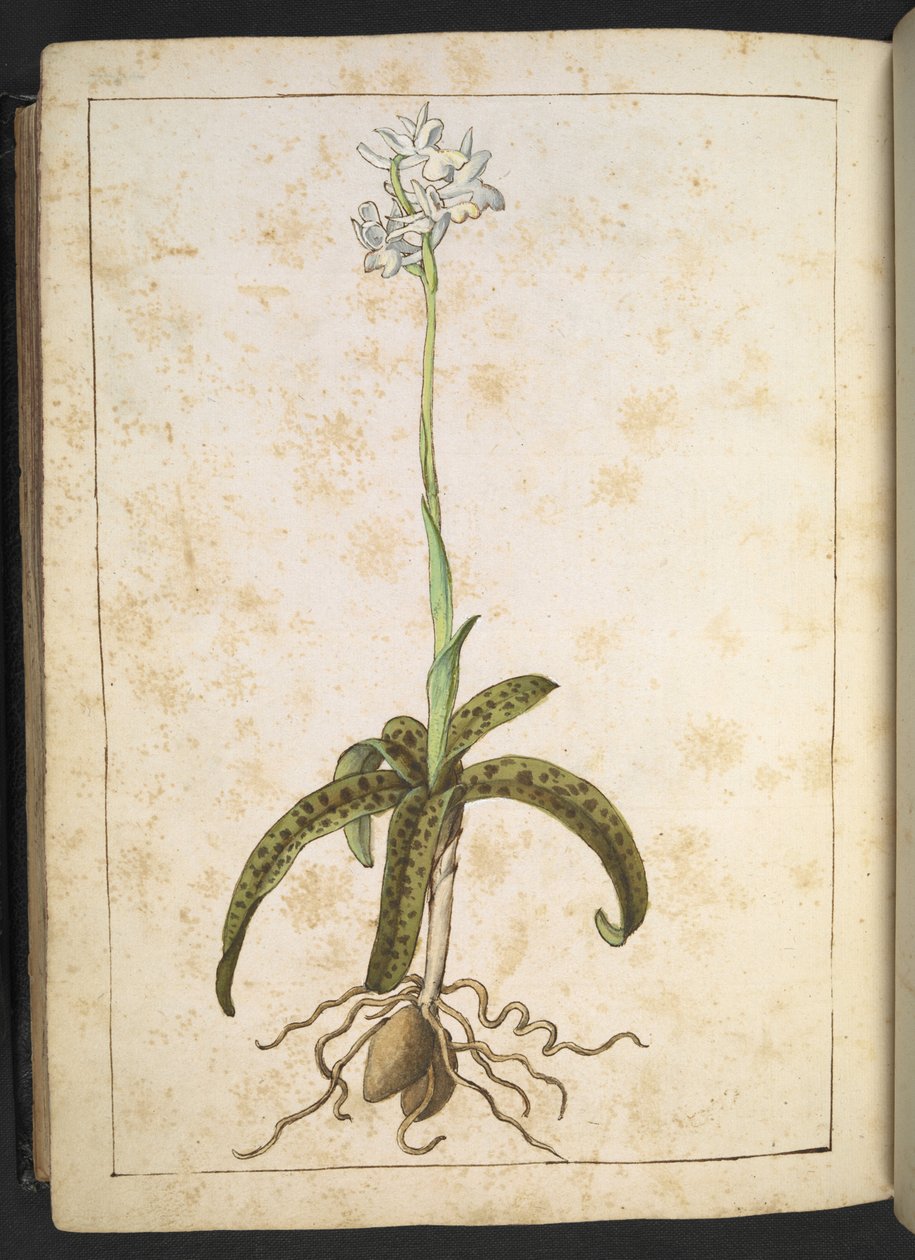 En plante med hvite kronblad, fra "Paintings of Flora of the Roman States" av Gherardo Cibo, Add MS 22333, f173v, c.1564-84 (akvarell og gouache på papir) av Gherardo Cibo