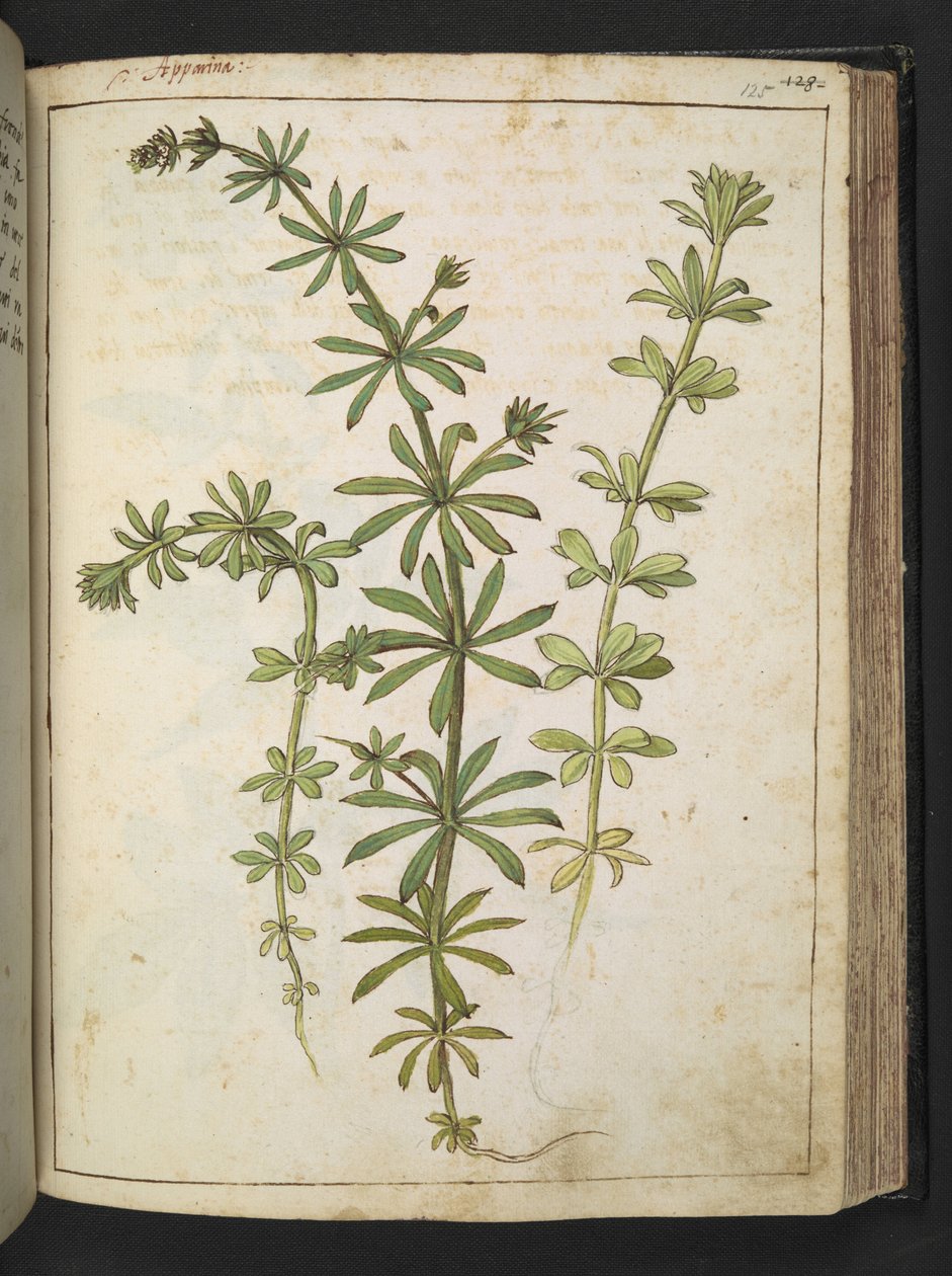 En plante med grønne blader, fra "Paintings of Flora of the Roman States" av Gherardo Cibo, Add MS 22333, f125r, c.1564-84 (akvarell og gouache på papir) av Gherardo Cibo