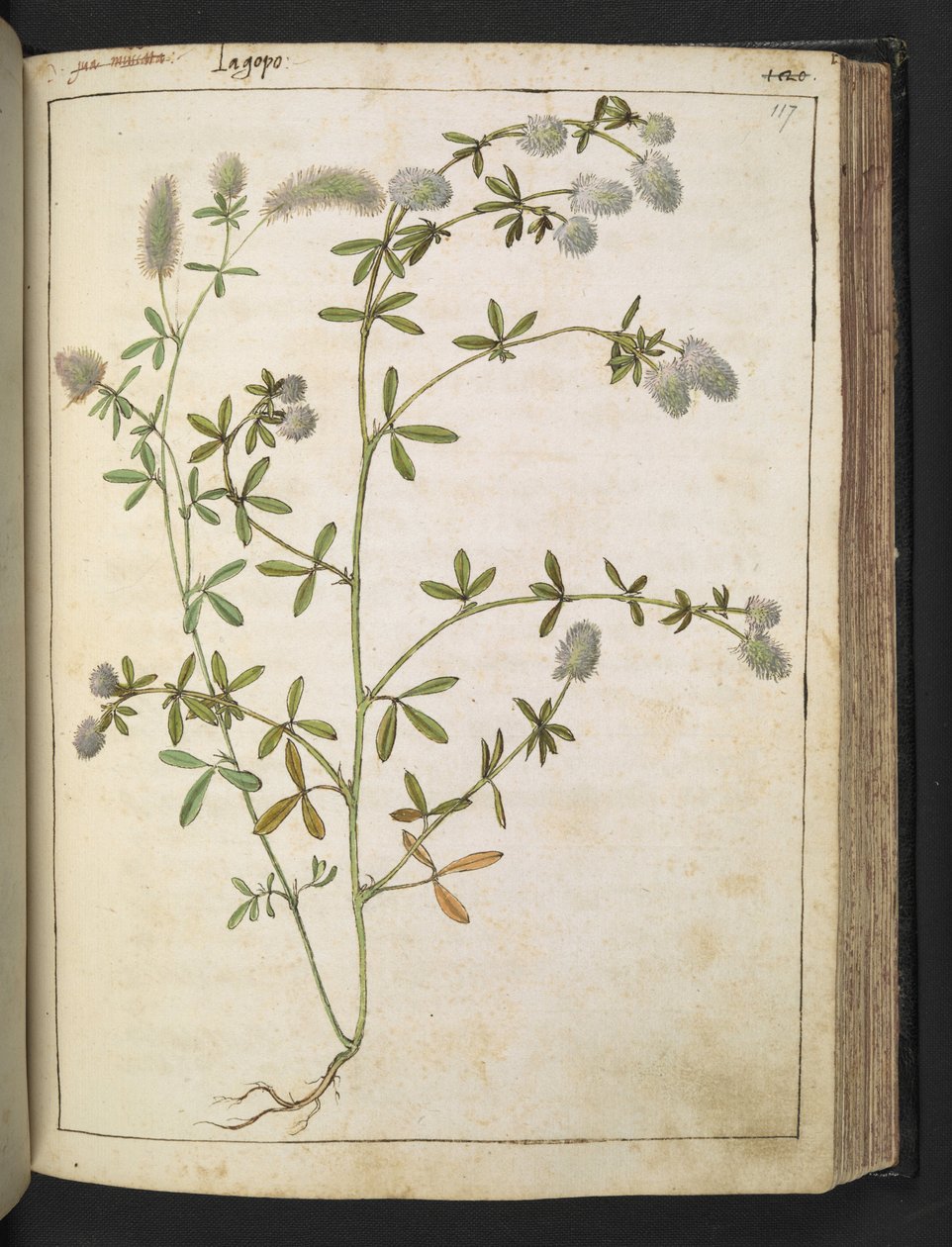 En plante med hvite blomster. , fra "Paintings of Flora of the Roman States" av Gherardo Cibo, Add MS 22333, f117r, c.1564-84 (akvarell og gouache på papir) av Gherardo Cibo