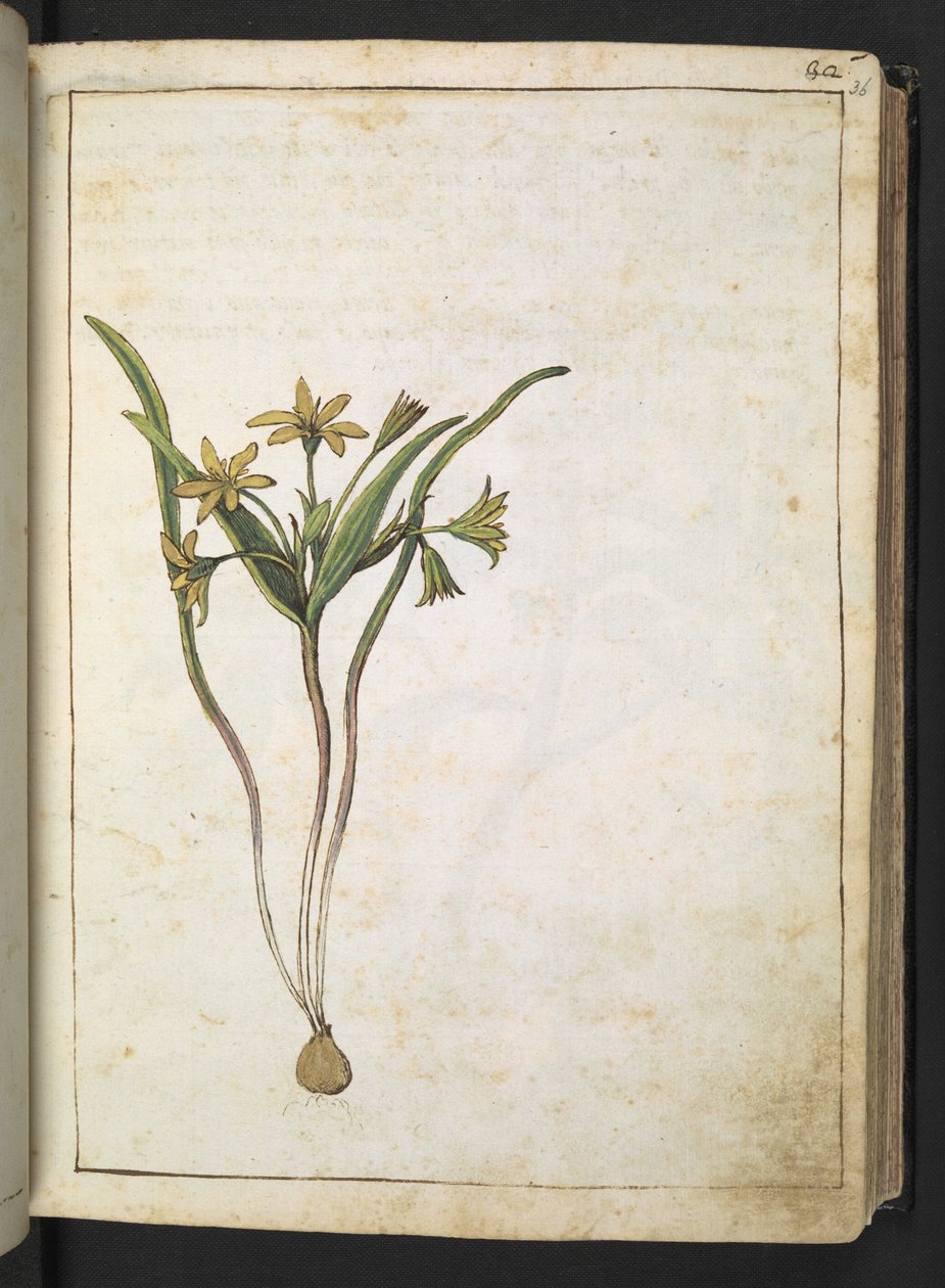 En plante med gule blomster, fra "Paintings of Flora of the Roman States" av Gherardo Cibo, Add MS 22333, f036r, c.1564-84 (akvarell og gouache på papir) av Gherardo Cibo
