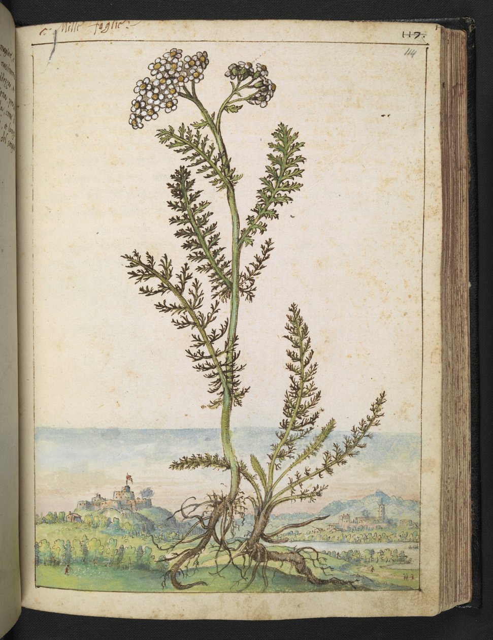 Achillea millefolium: En høy bregnetype plante med hvite blomster, fra "Paintings of Flora of the Roman States" av Gherardo Cibo, Add MS 22333, f114r, ca. 1564-84 (akvarell og gouache på papir) av Gherardo Cibo