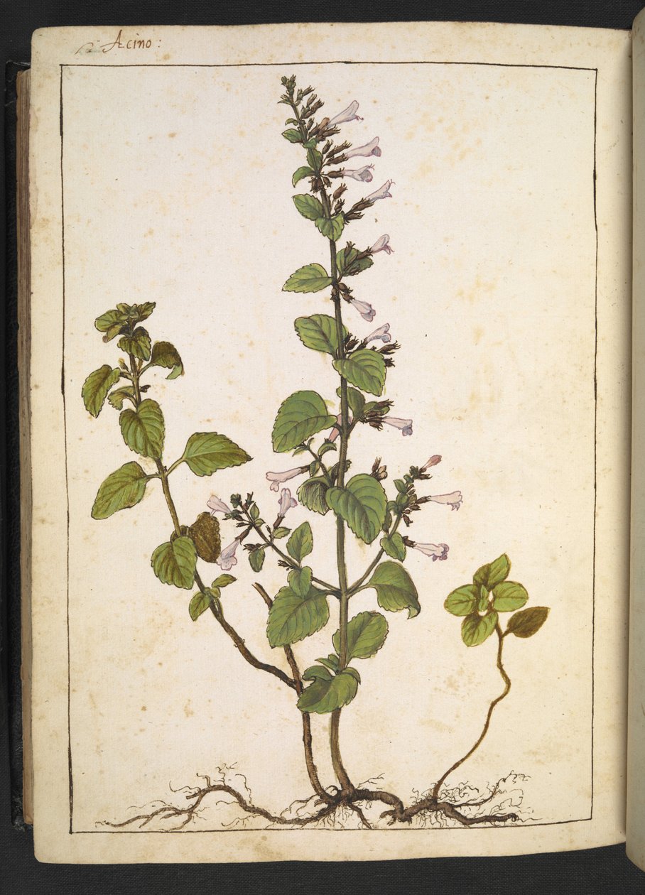 Acinos, Clinopodium: Flerårig treaktig plante med rørformede blomster, fra "Paintings of Flora of the Roman States" av Gherardo Cibo, Add MS 22333, f175v, ca.1564-84 (akvarell og gouache på papir) av Gherardo Cibo