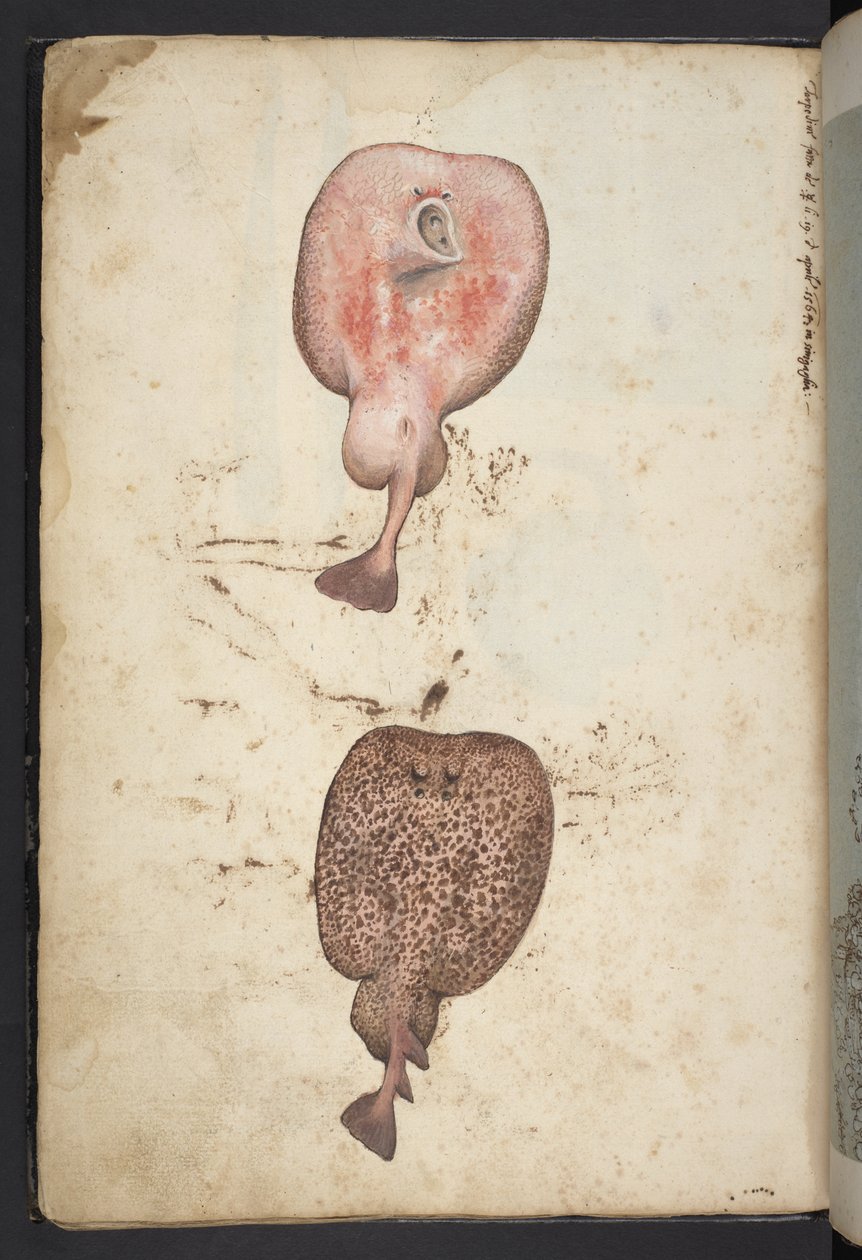 Legg til MS 22333, Malerier av floraen i de romerske statene, ca. 1564-84 (akvarell og gouache på papir) av Gherardo Cibo